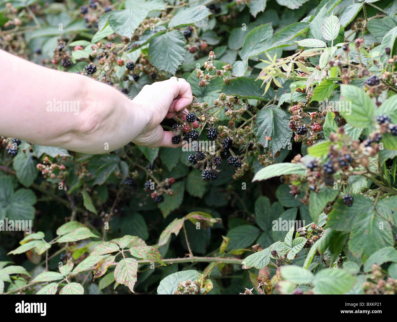 Hand picking blackberries hires stock photography and images Alamy