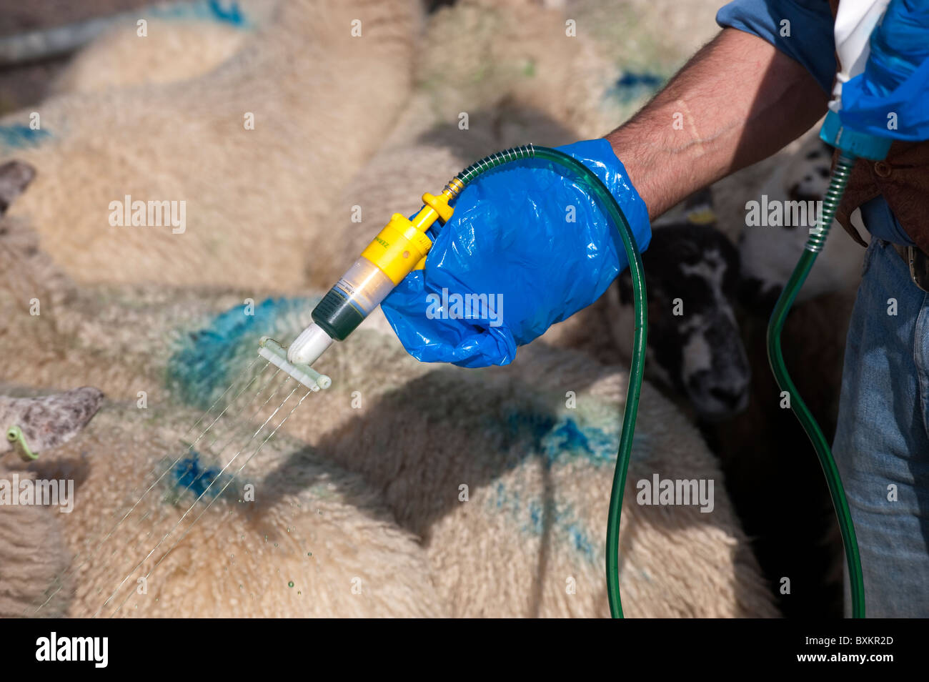 Shepherd applying insecticide to prevent fly strike and lice along the back of sheep. Stock Photo