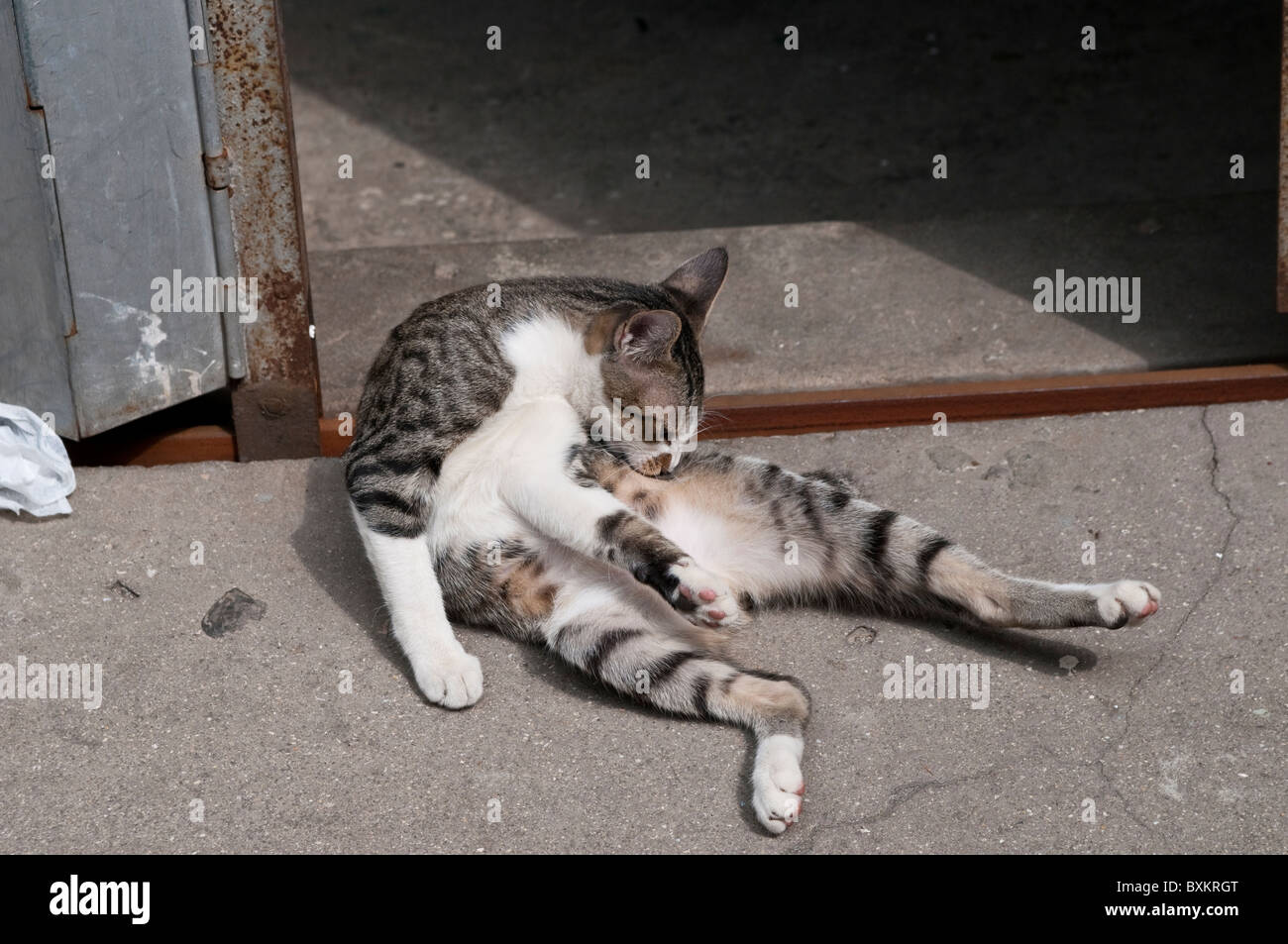 Cat licking itself, Tai O village, Lantau island, Hong Kong, China