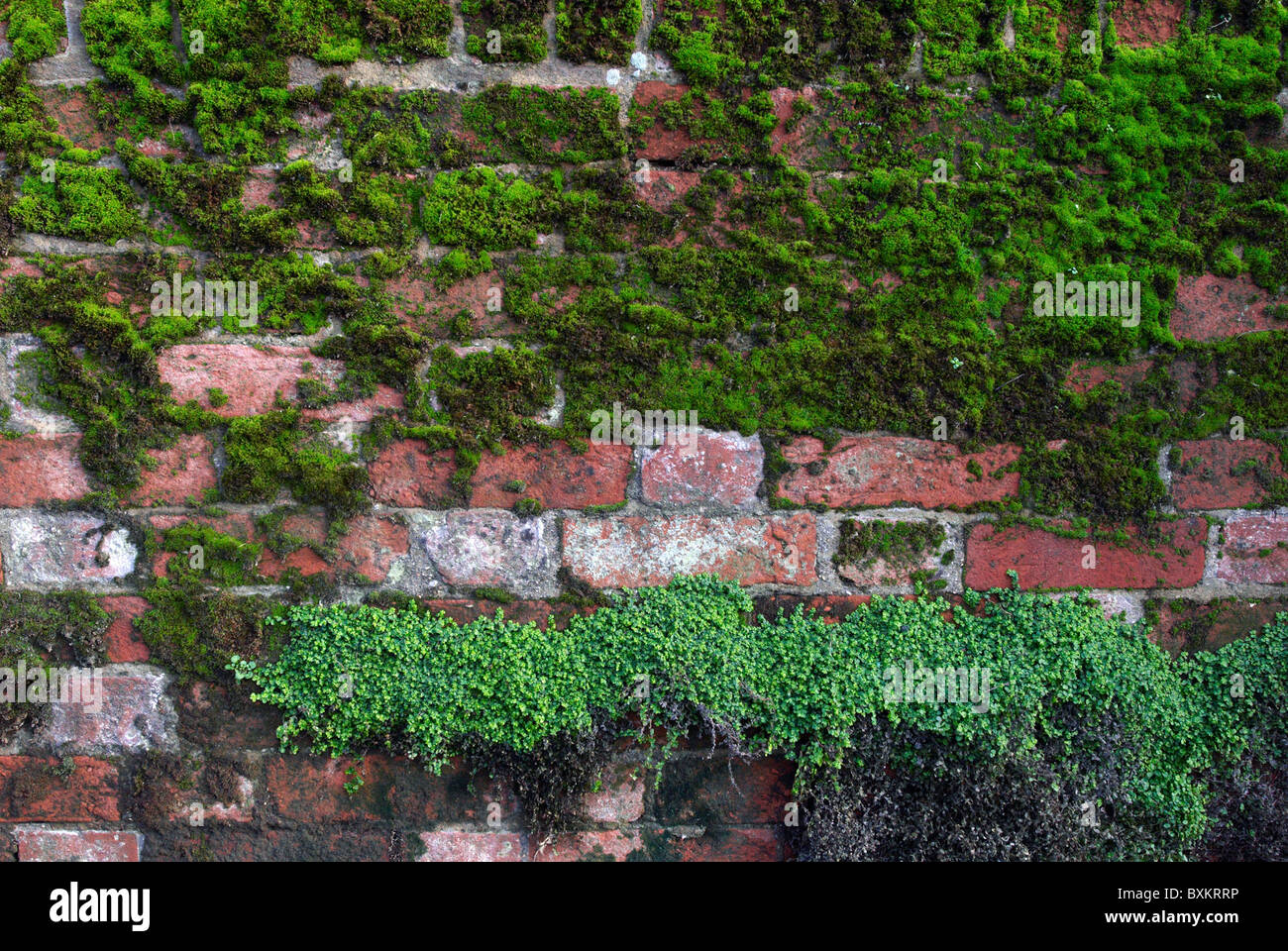 Fungus and moss growing on bricks Stock Photo Alamy
