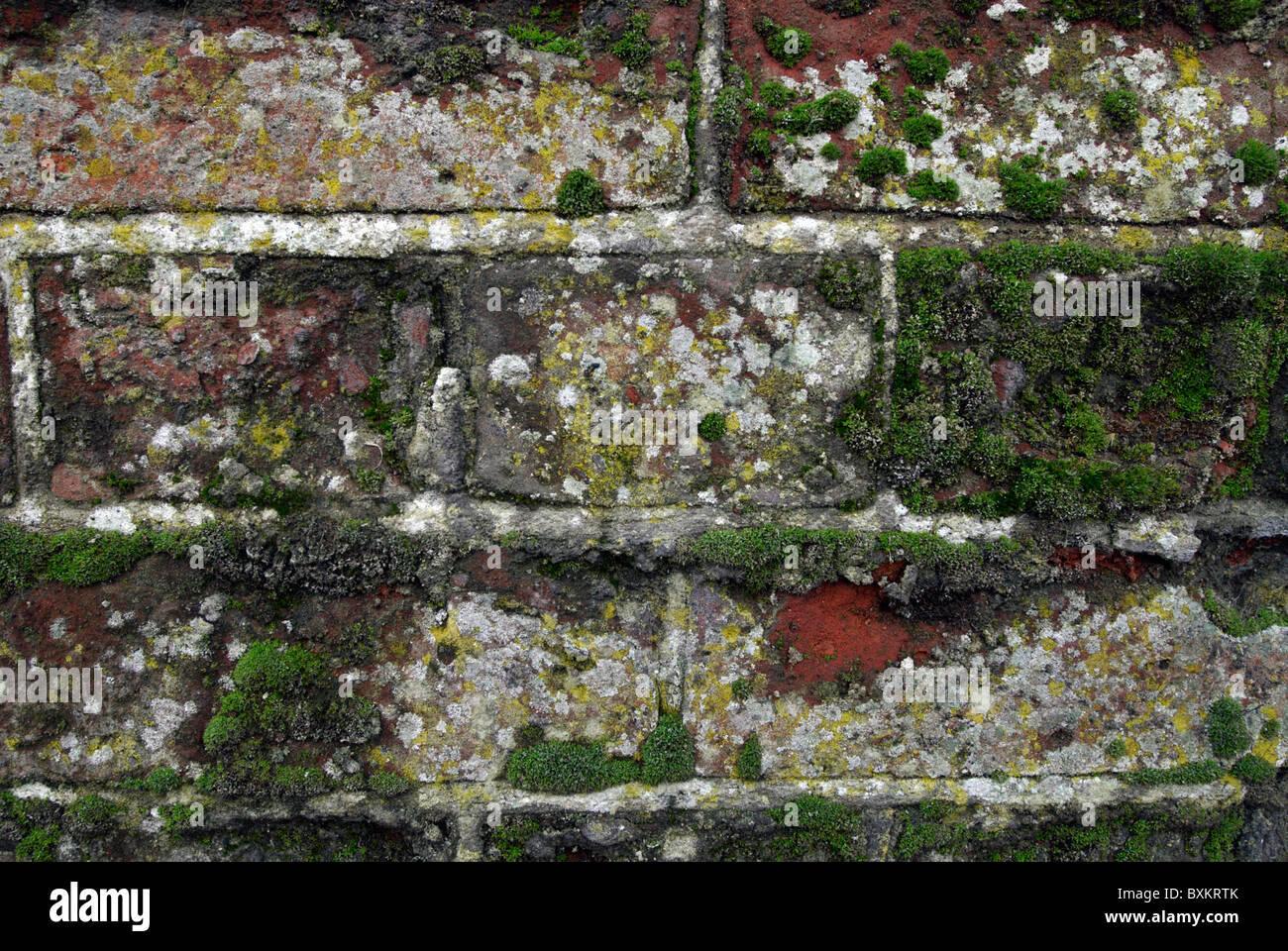 Fungus and moss growing on bricks Stock Photo Alamy