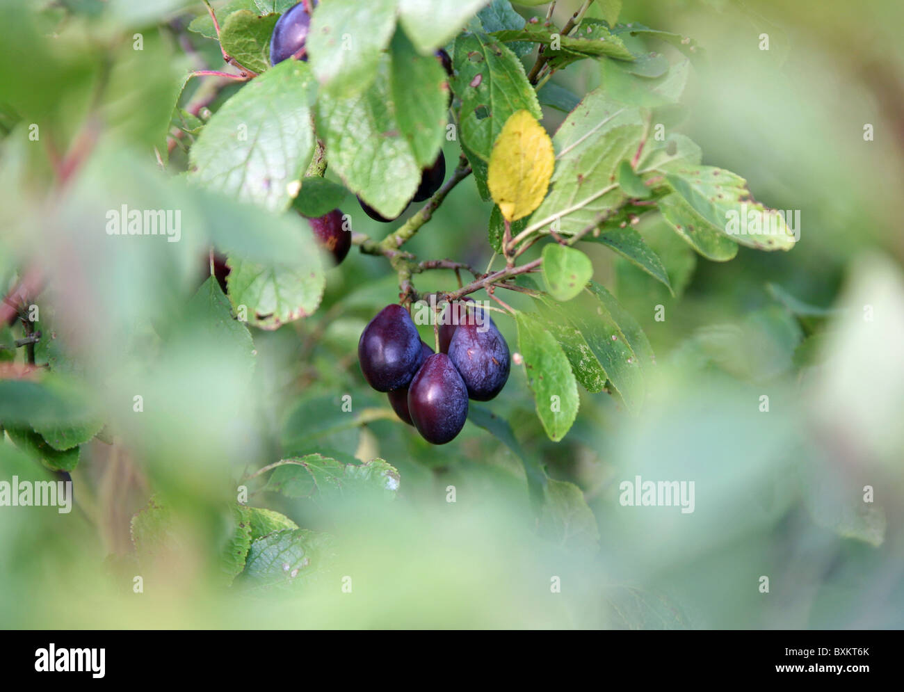 Damsons or Damson plums, Shropshire Prune (Prunus domestica or Prunus