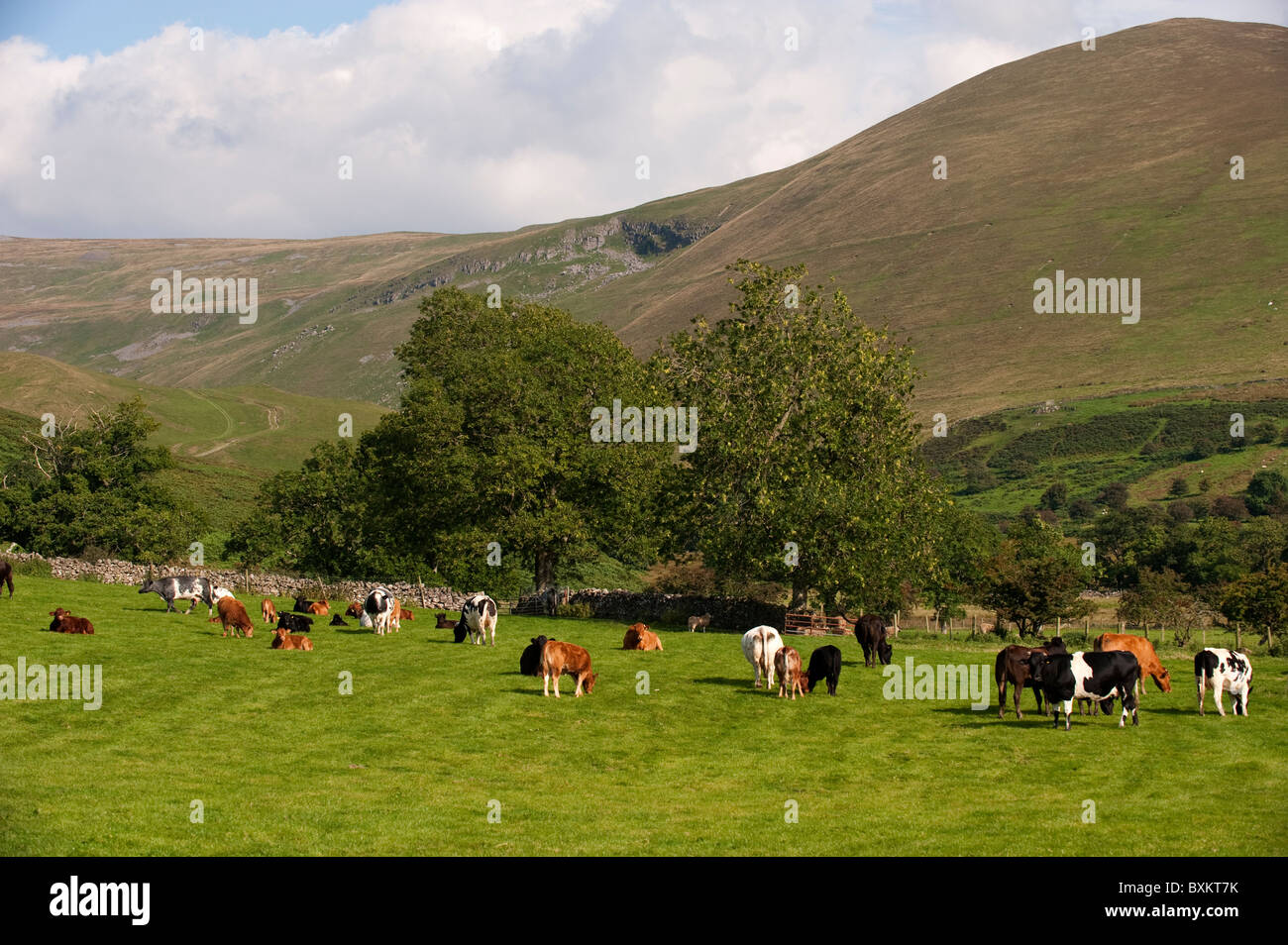Upland beef suckler herd in pasture. Stock Photo