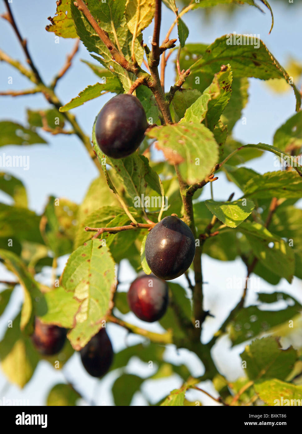 damson damsons plum plums (Prunus domestica Stock Photo Alamy