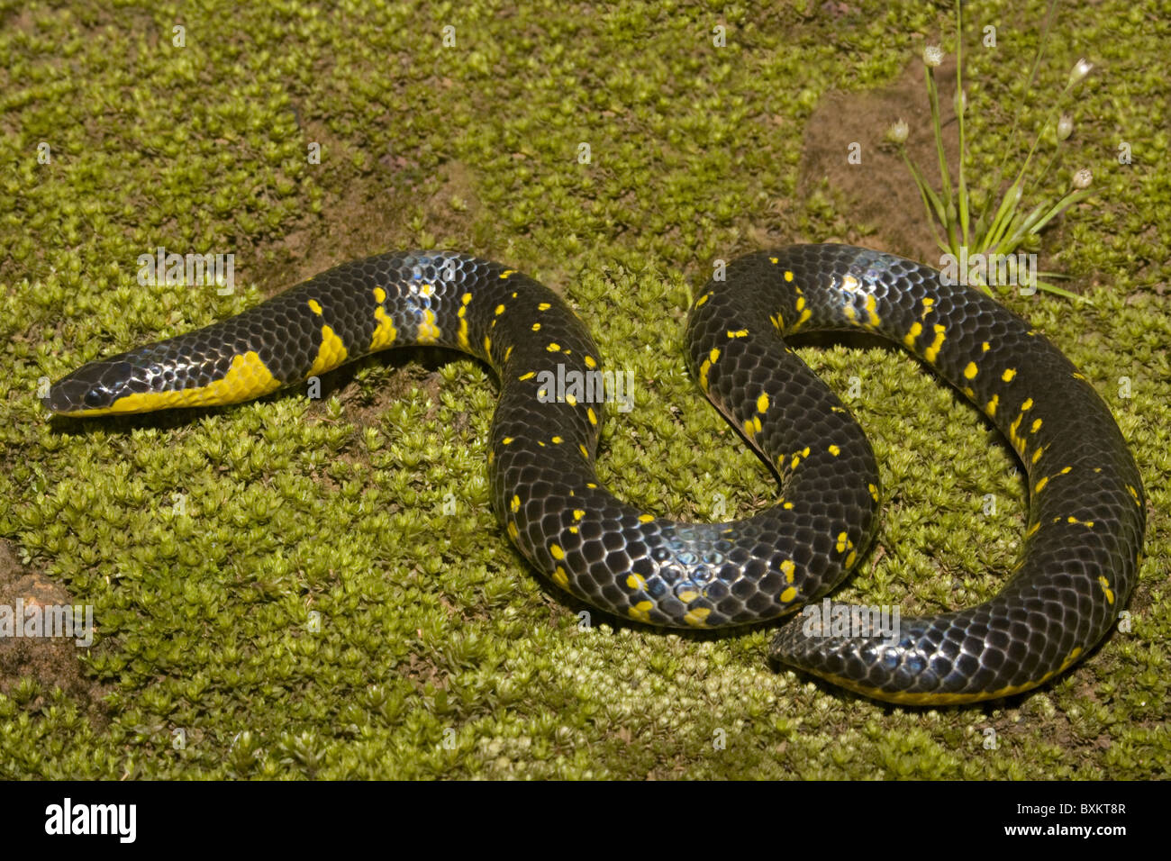 Bombay Shieldtail ( Uropeltis macrolepis macrolepis ) Stock Photo