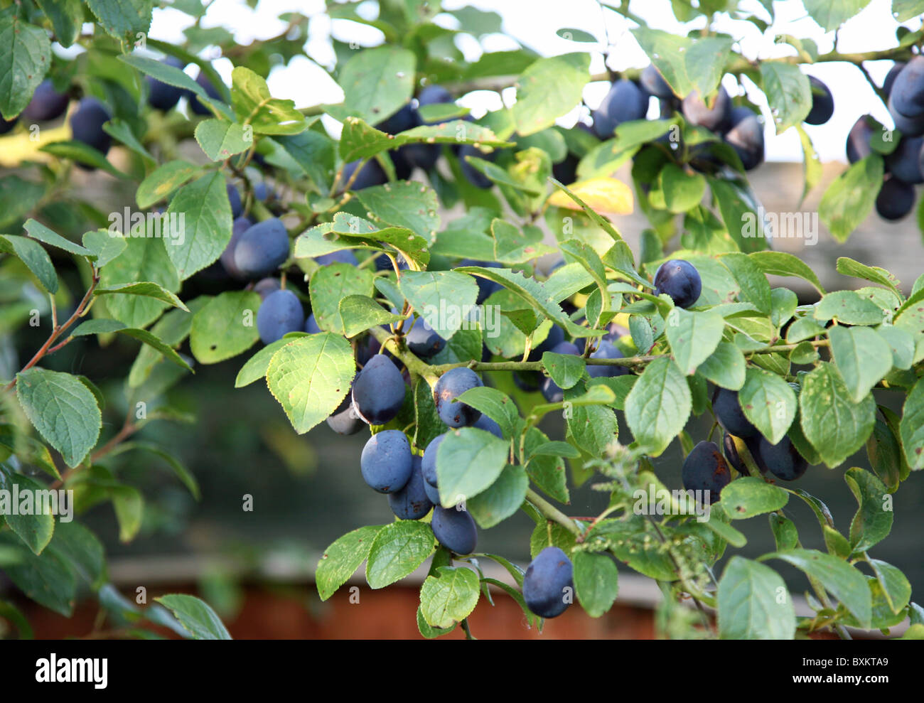 damson damsons plum plums (Prunus domestica Stock Photo Alamy