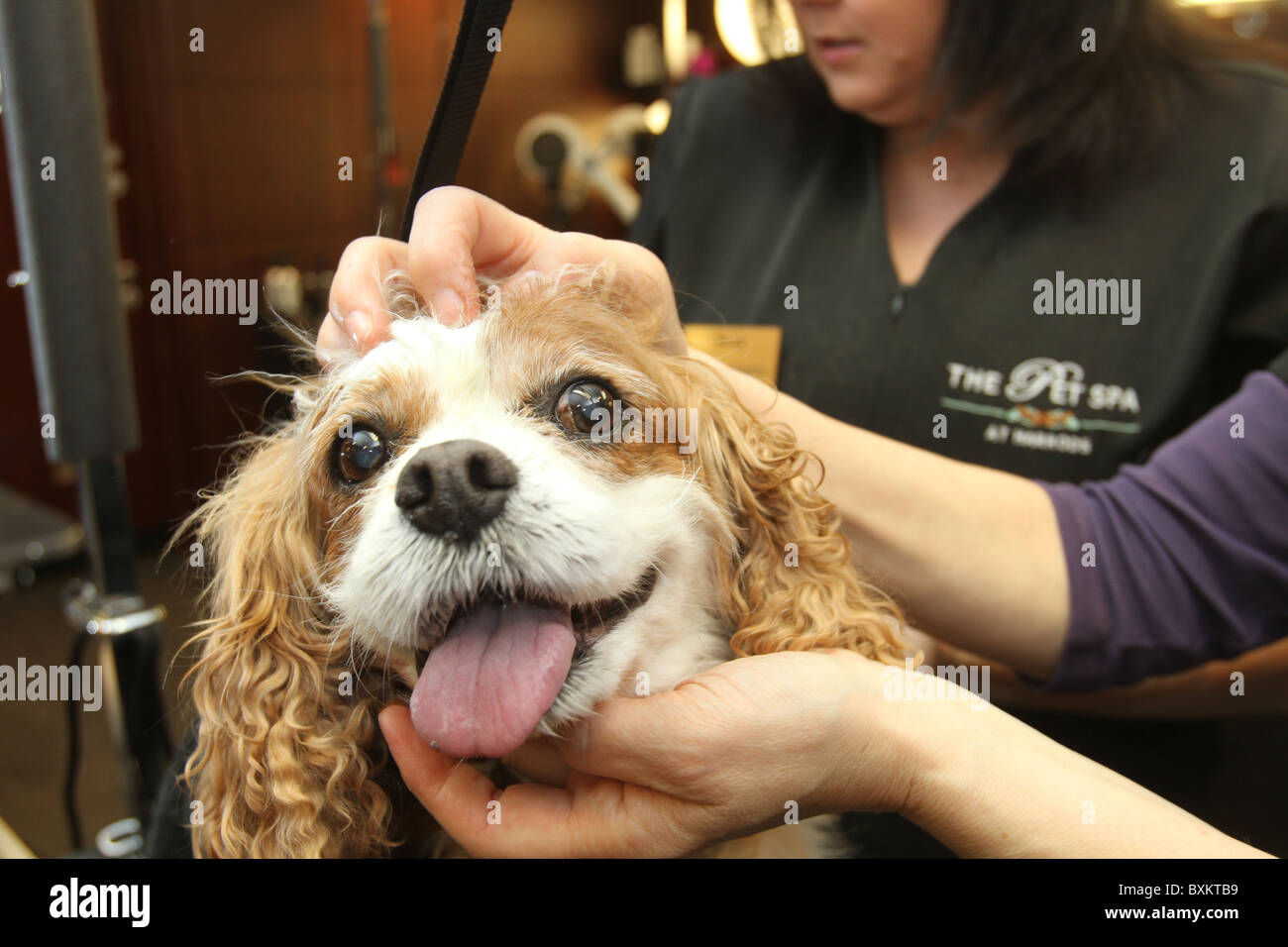 Harrods store gets a pet spa Stock Photo Alamy