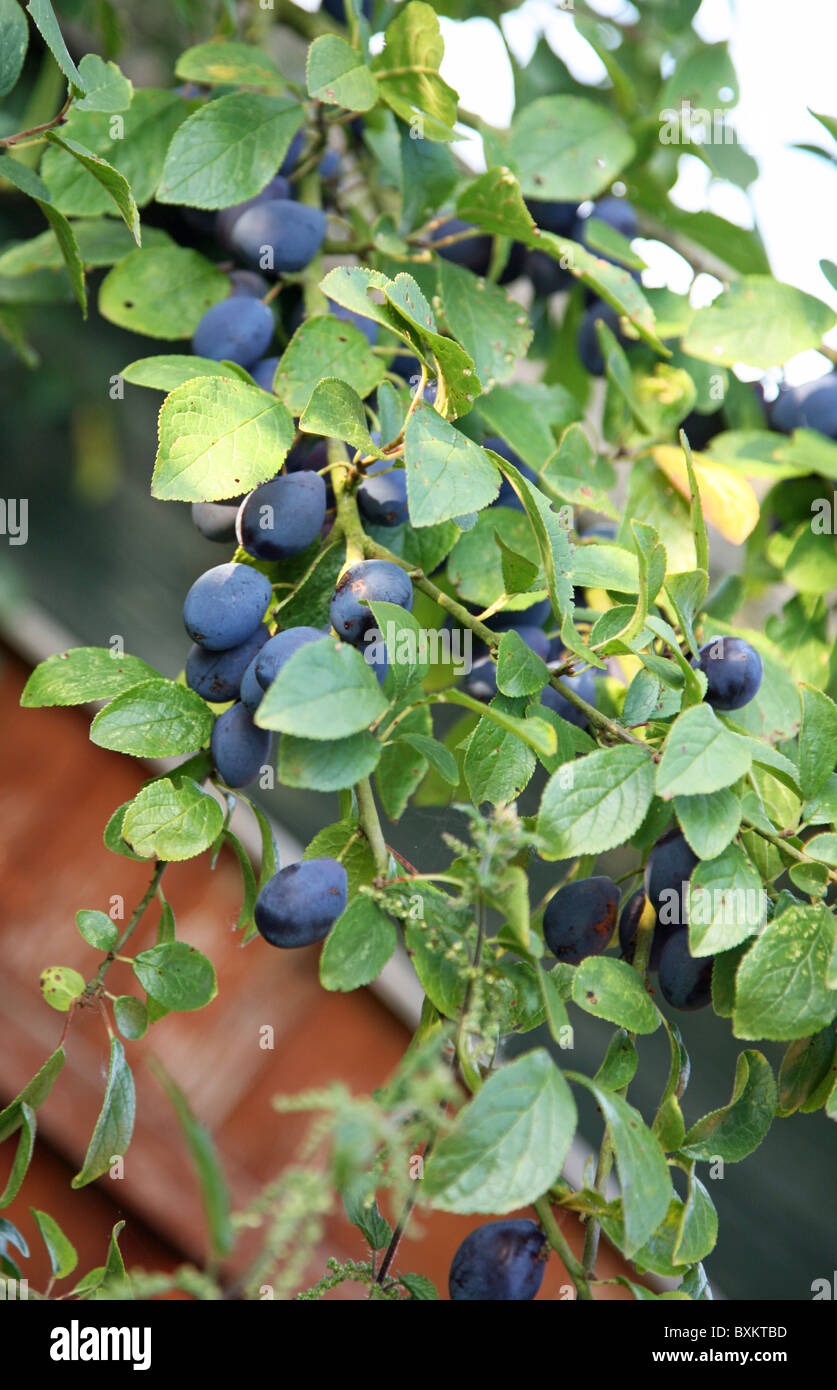 damsons or damson plum plums (Prunus domestica Stock Photo Alamy