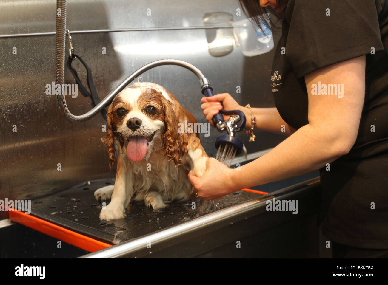 Harrods store gets a pet spa Stock Photo Alamy
