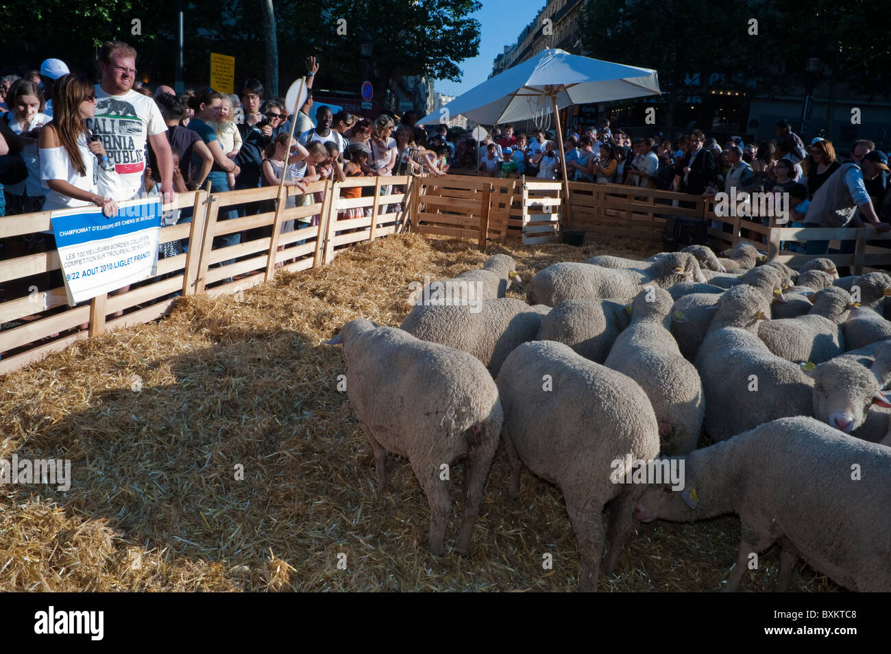Crowd Tourists, Visiting Paris, France, Garden Festival, Herd of Sheep at Farmer's Event Stock Photo