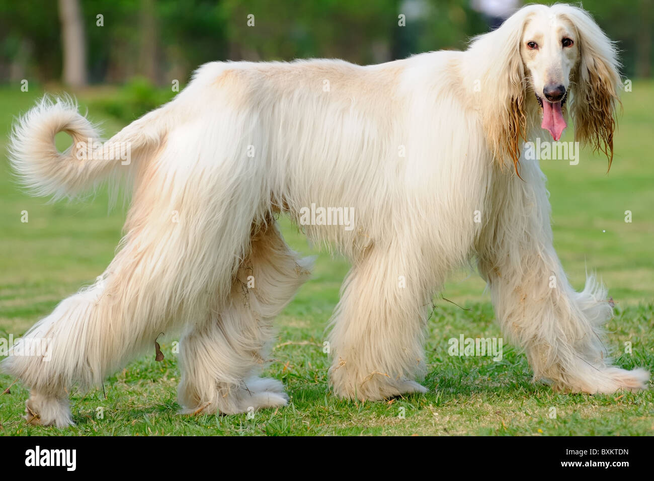 An afghan hound dog walking on the lawn Stock Photo