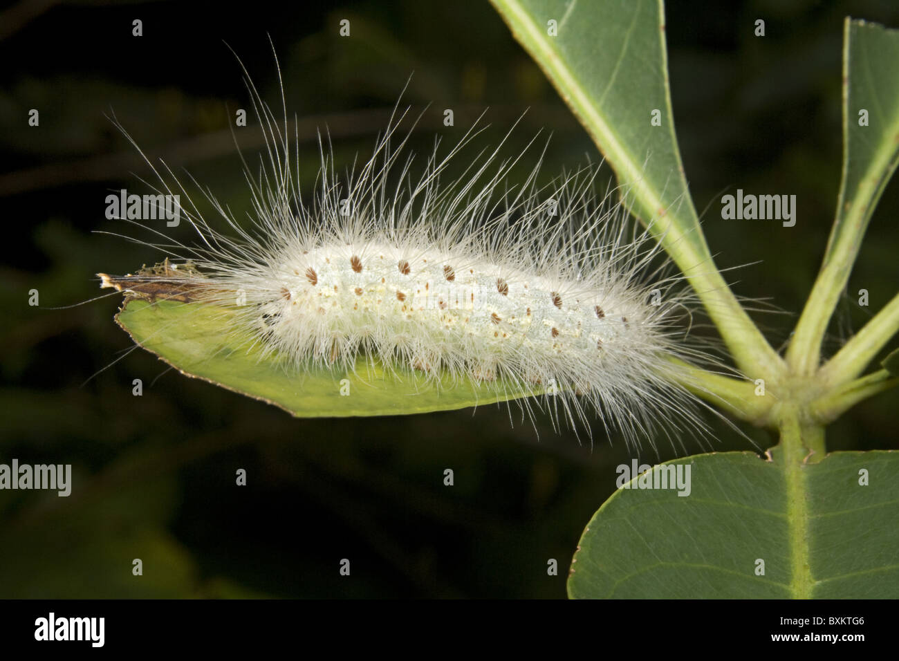 Asia larva caterpillar hi-res stock photography and images - Alamy