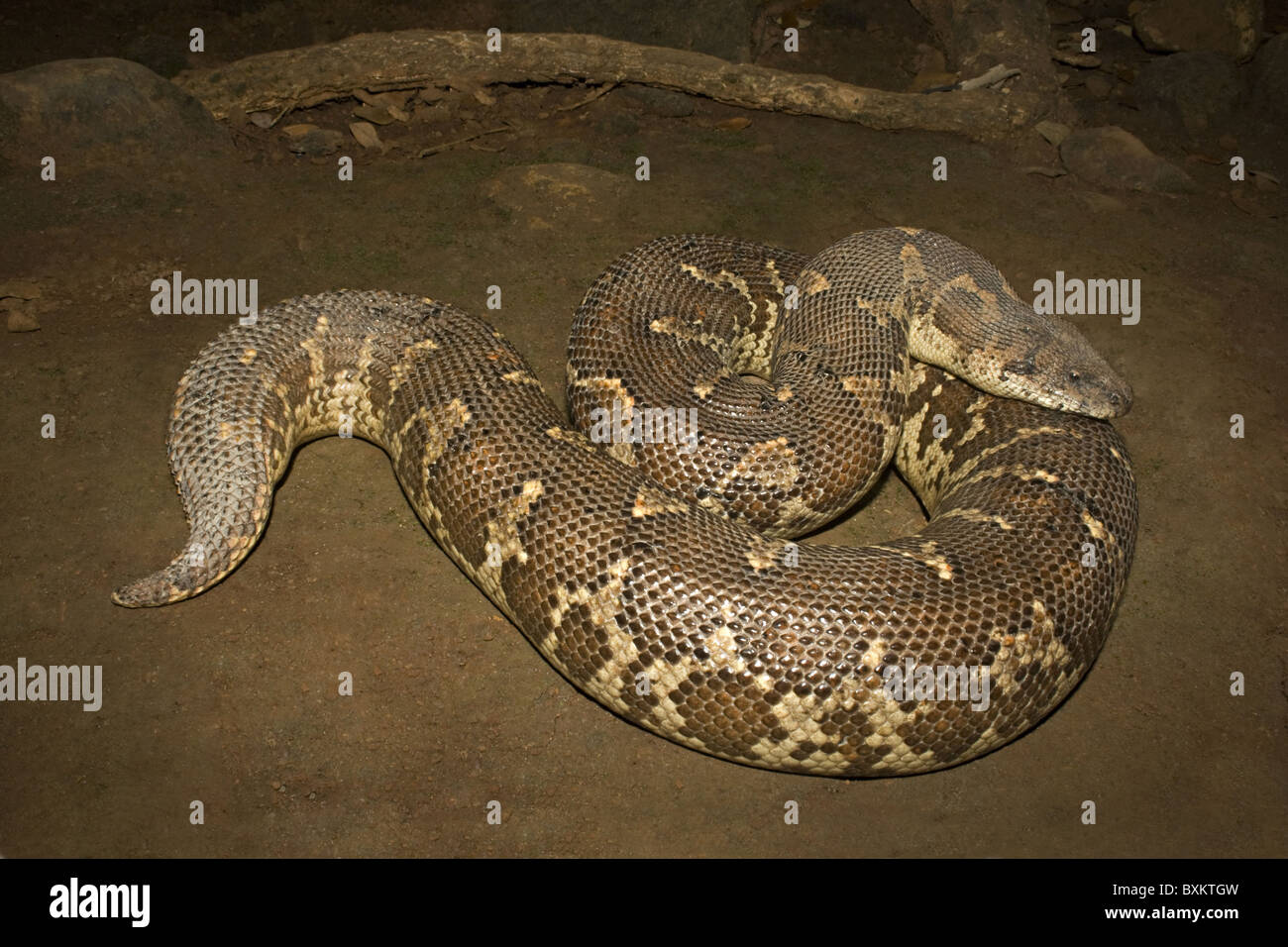 Brown sand boa hi-res stock photography and images - Alamy