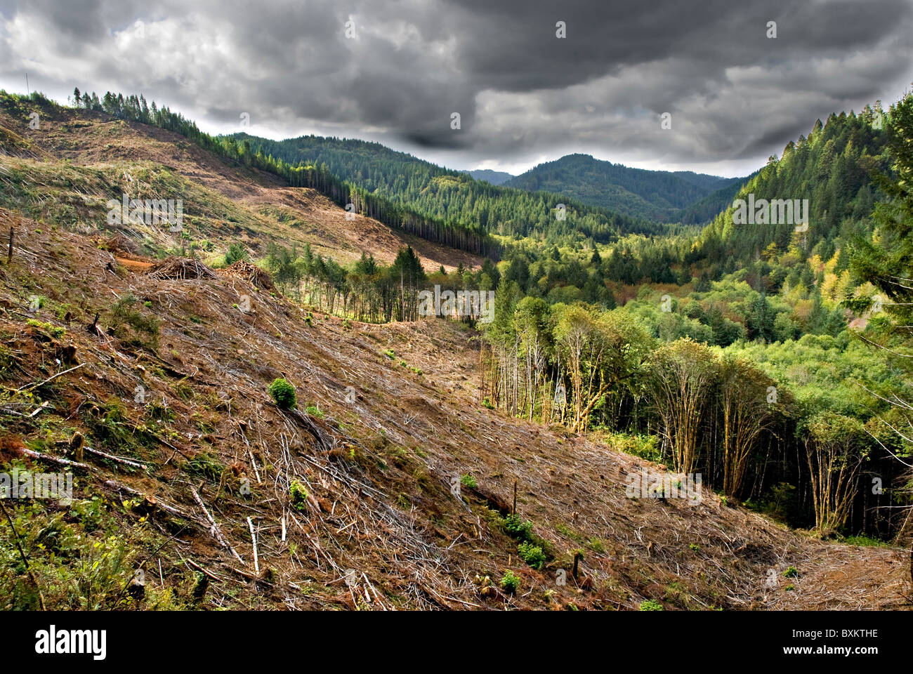 Clear cut logging operations in stormy Oregon mountain valley Stock Photo