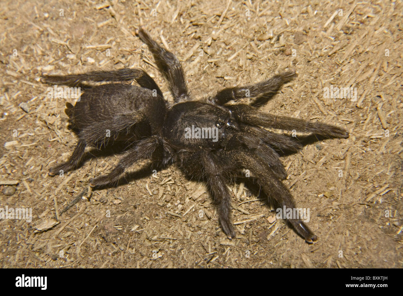 Matheran Small Burrowing Tarantula Stock Photo Alamy