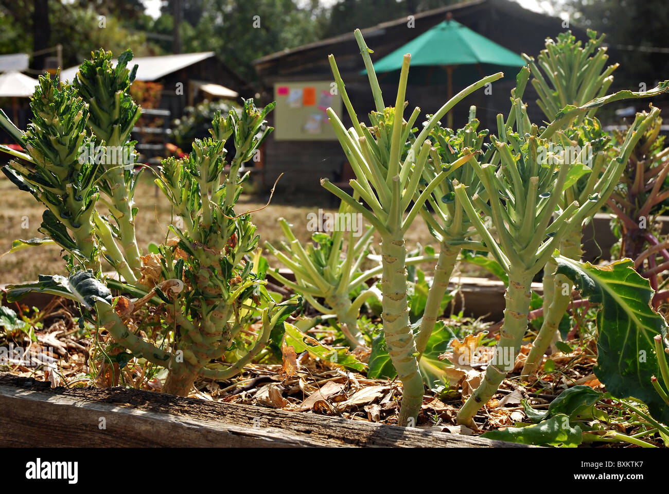 Garden with cauliflower plants eaten by deer Stock Photo - Alamy