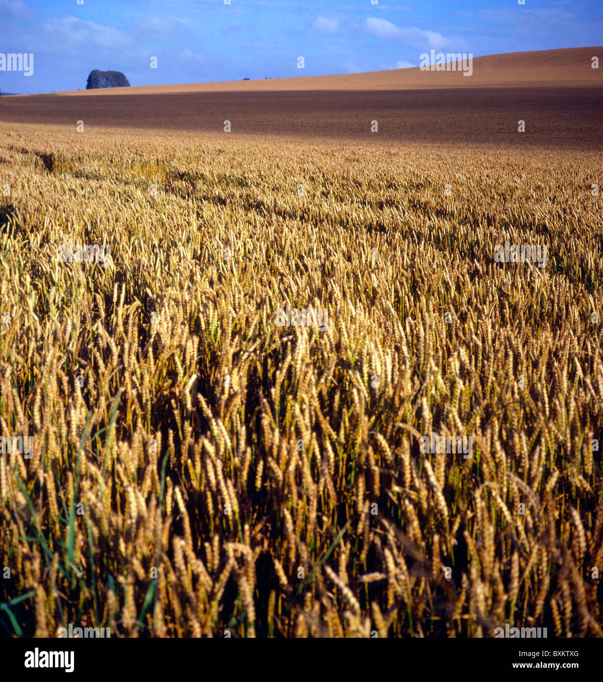 Wheat field chalk downland scenery Wiltshire England Stock Photo