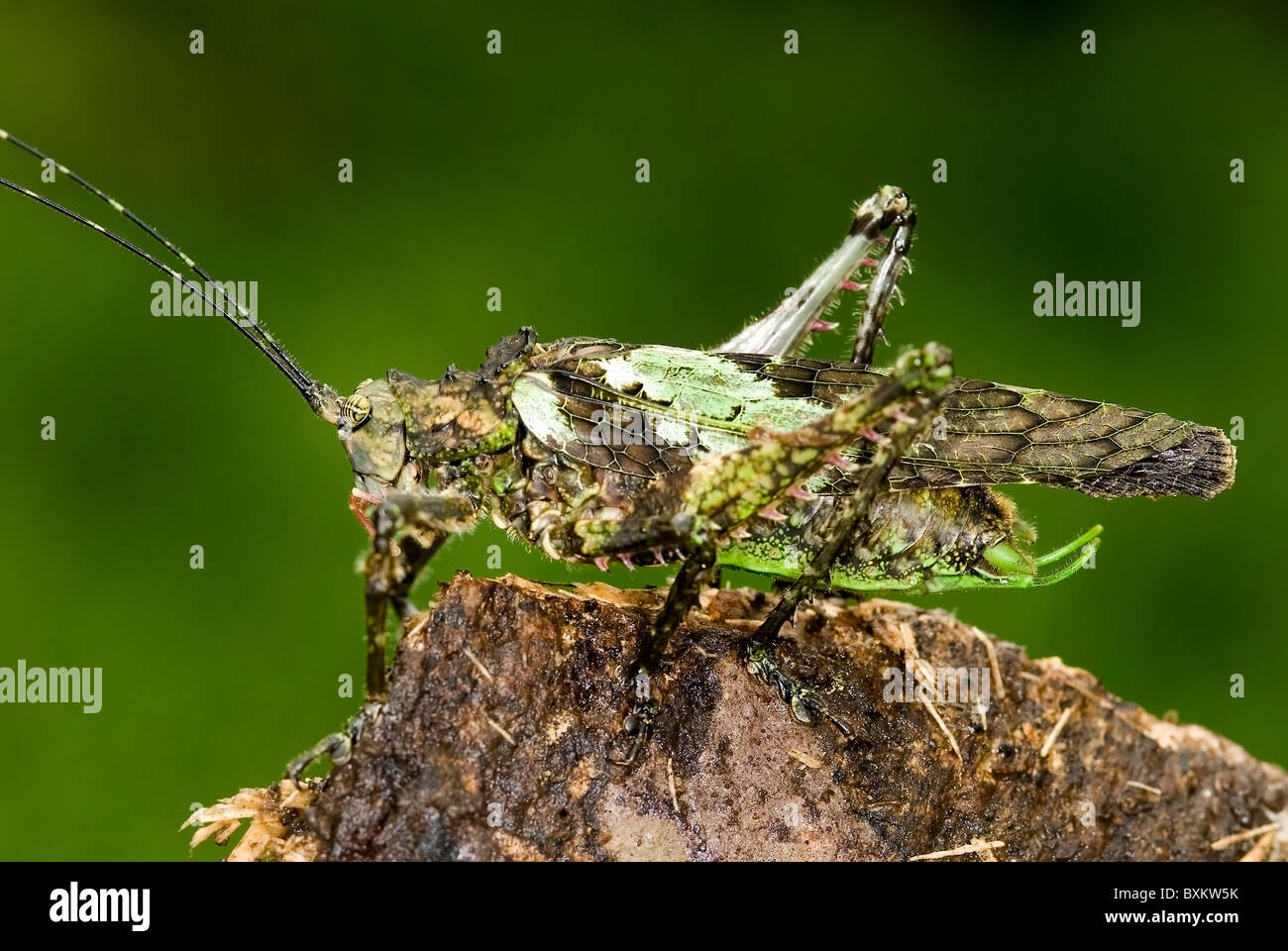 Moss Katydid 'Haemodiasma tessellata' from Costa Rica Stock Photo