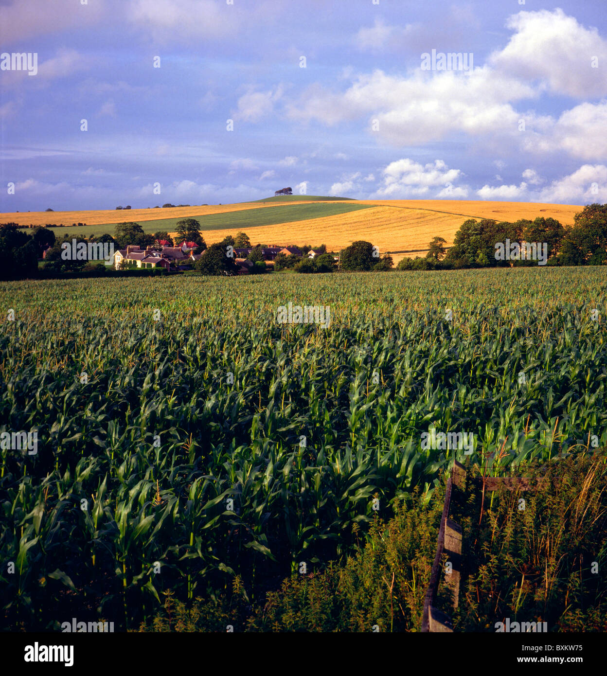 Cannings field chalk landscape Wiltshire England Stock Photo