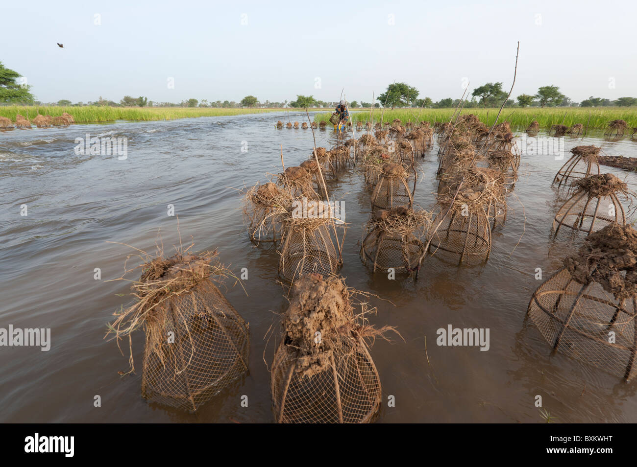 Bozo villager catching fish with traps in the flooded fields of the 'Niger Inland Delta' near Djenné, Mali. Stock Photo