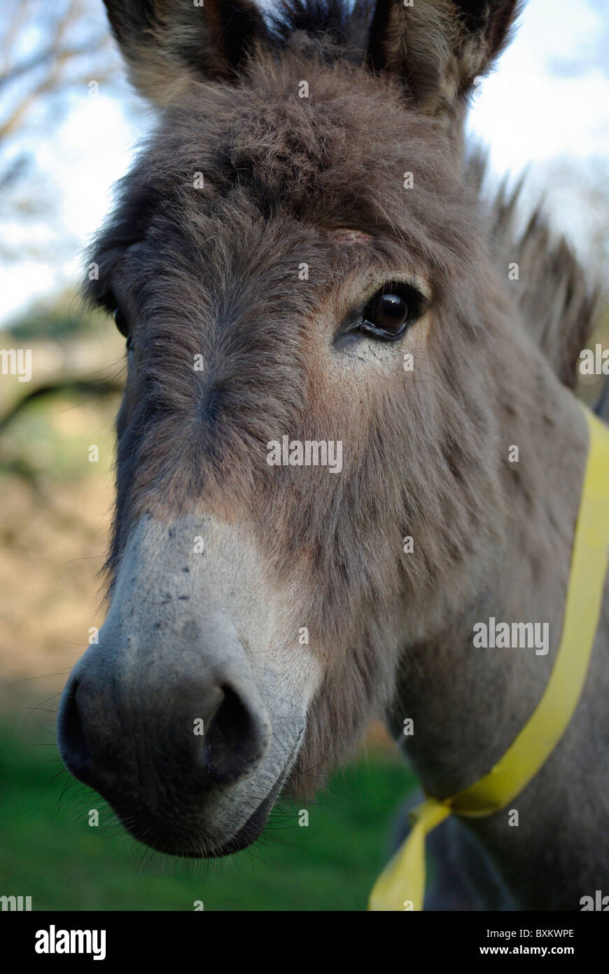 Portrait of a donkey Stock Photo - Alamy