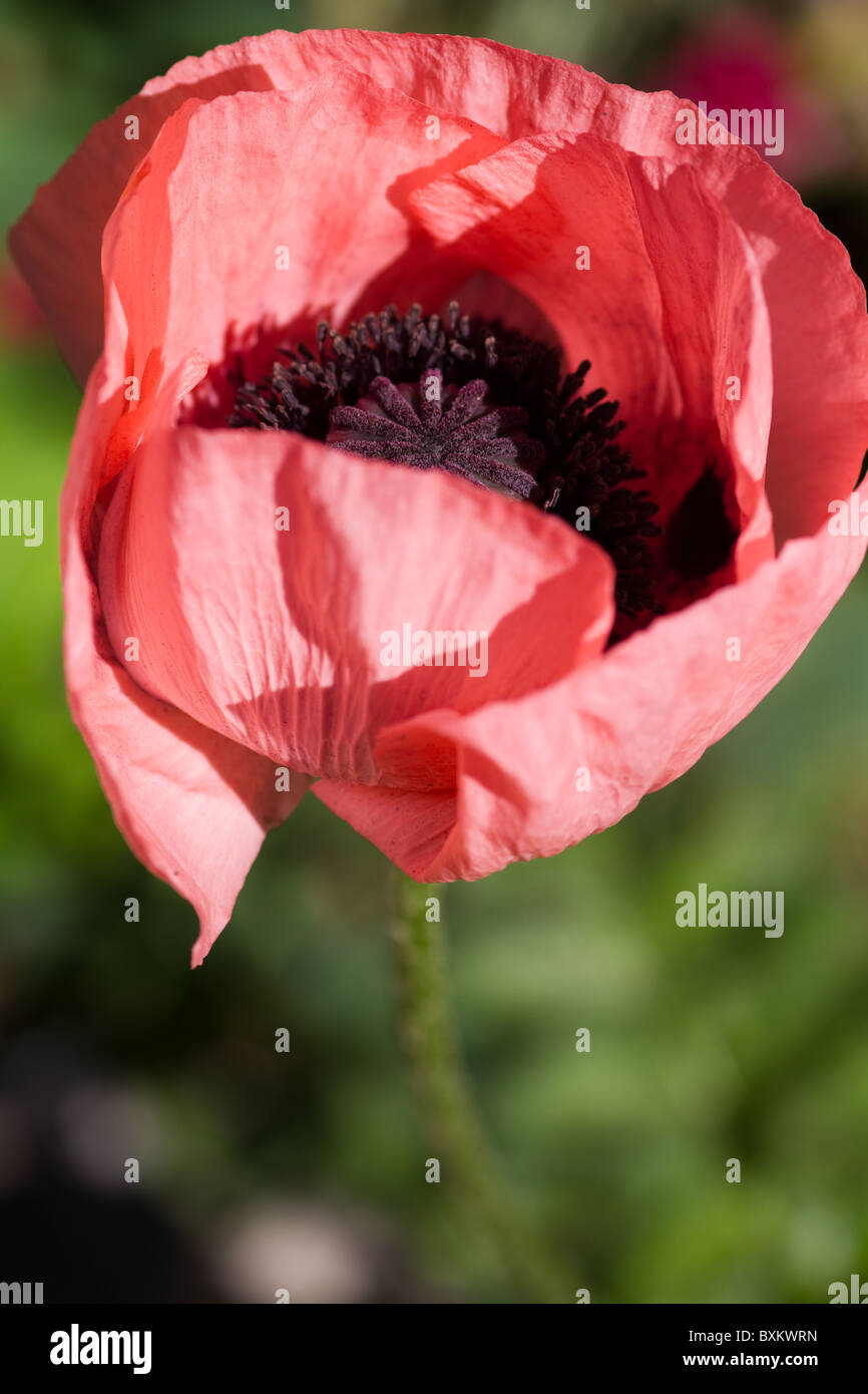 Red Poppy isolated on a green background Stock Photo - Alamy