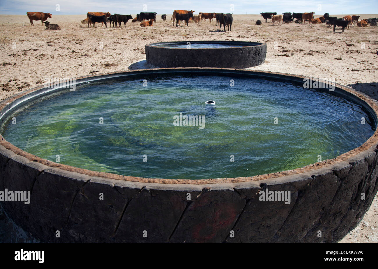 Recycled Industrial Tires Provide Water on Cattle Ranch Stock Photo