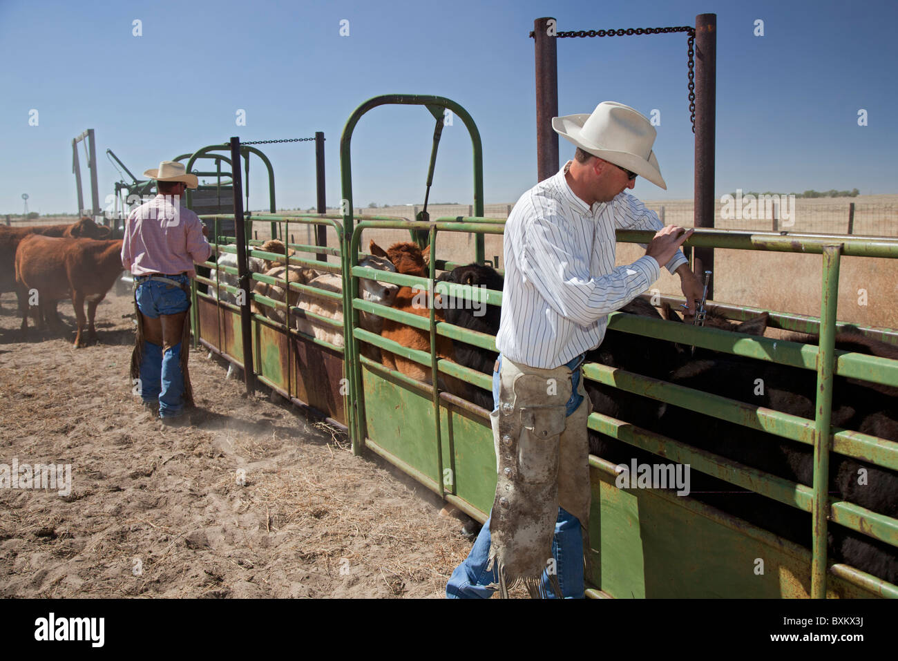 Calf Vaccination on Cattle Ranch Stock Photo