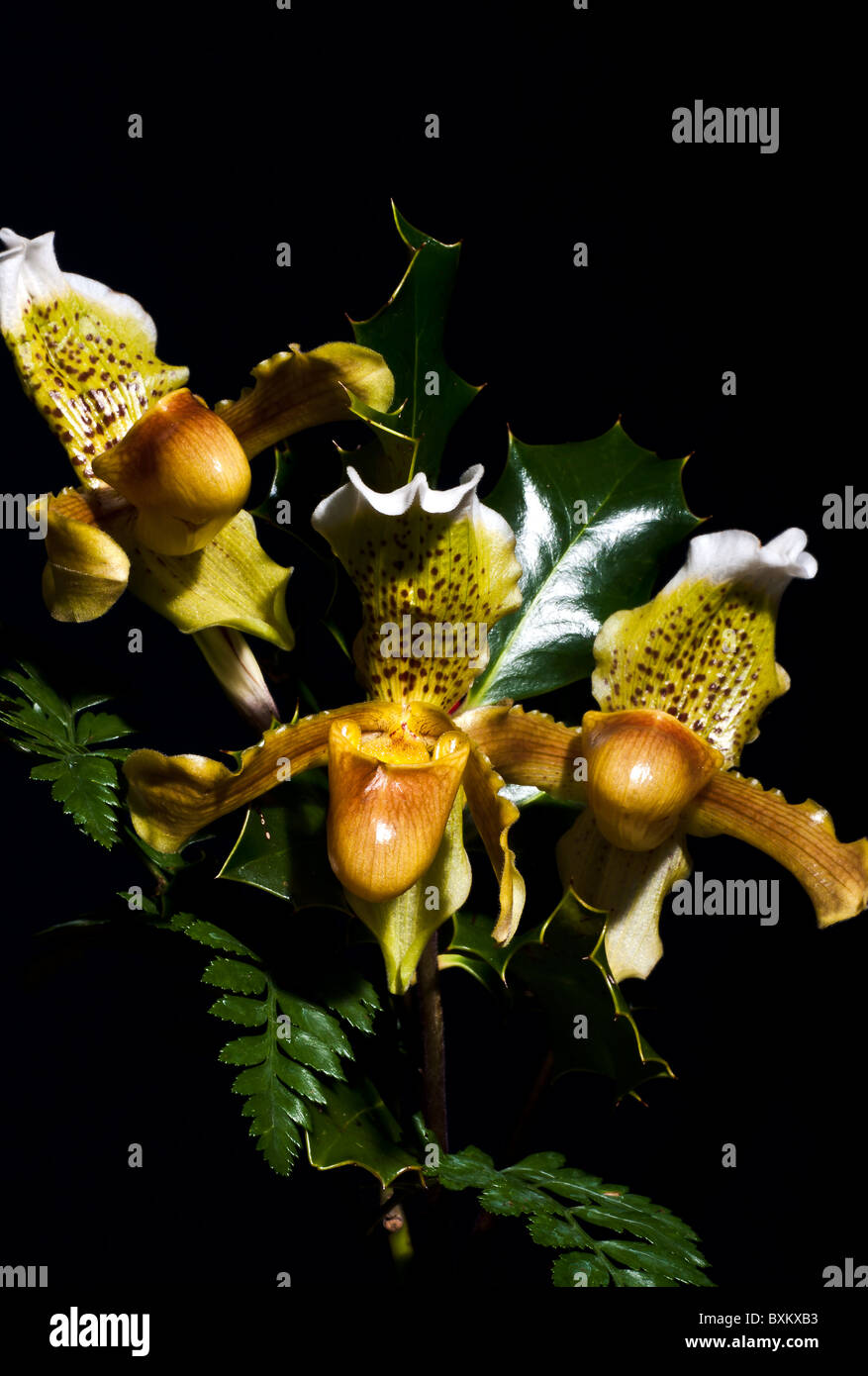 Orchid  paphiopedilum flower exotic Stock Photo