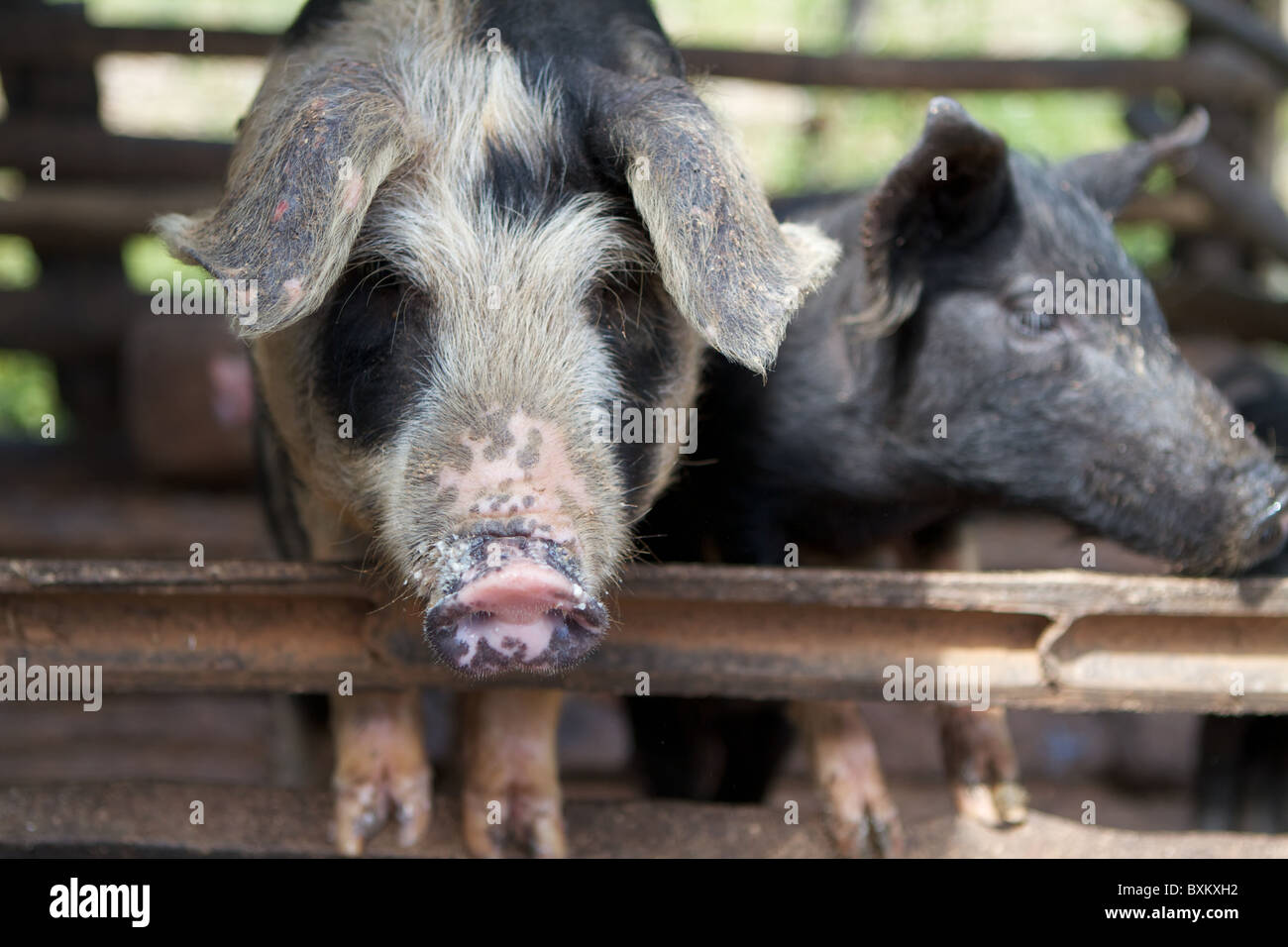 black and white pigs Stock Photo Alamy