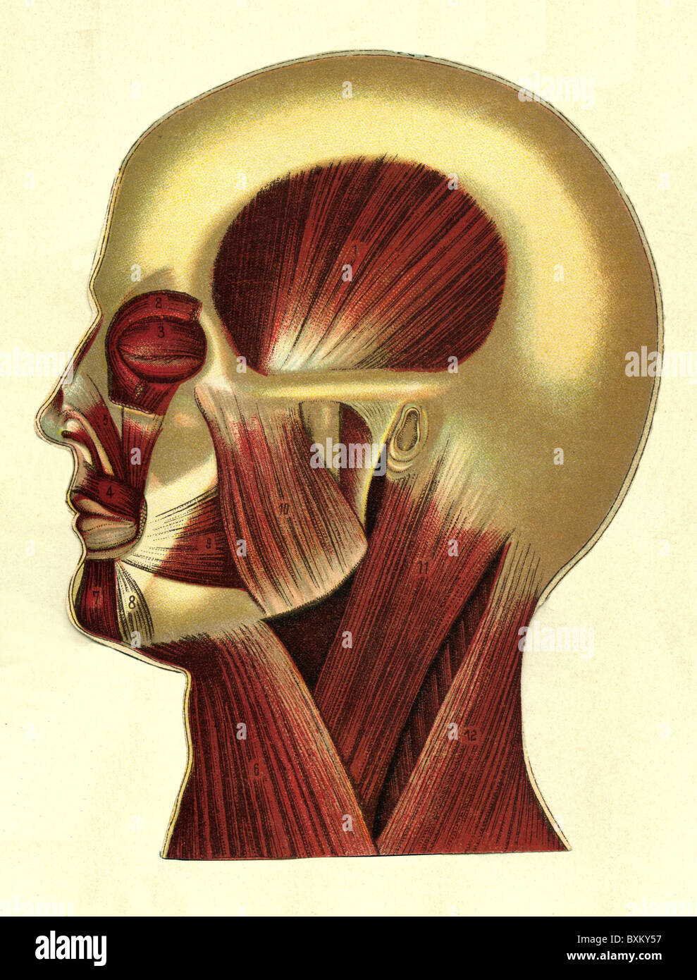 medicine, anatomy, human head of a man, medical chart, lithograph, Germany, circa 1903, Additional-Rights-Clearences-Not Available Stock Photo