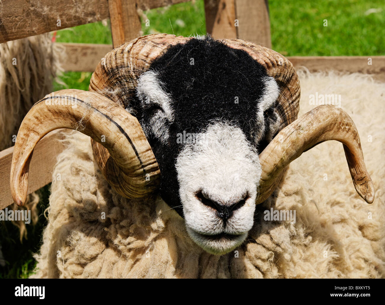 Ram Stock Photo