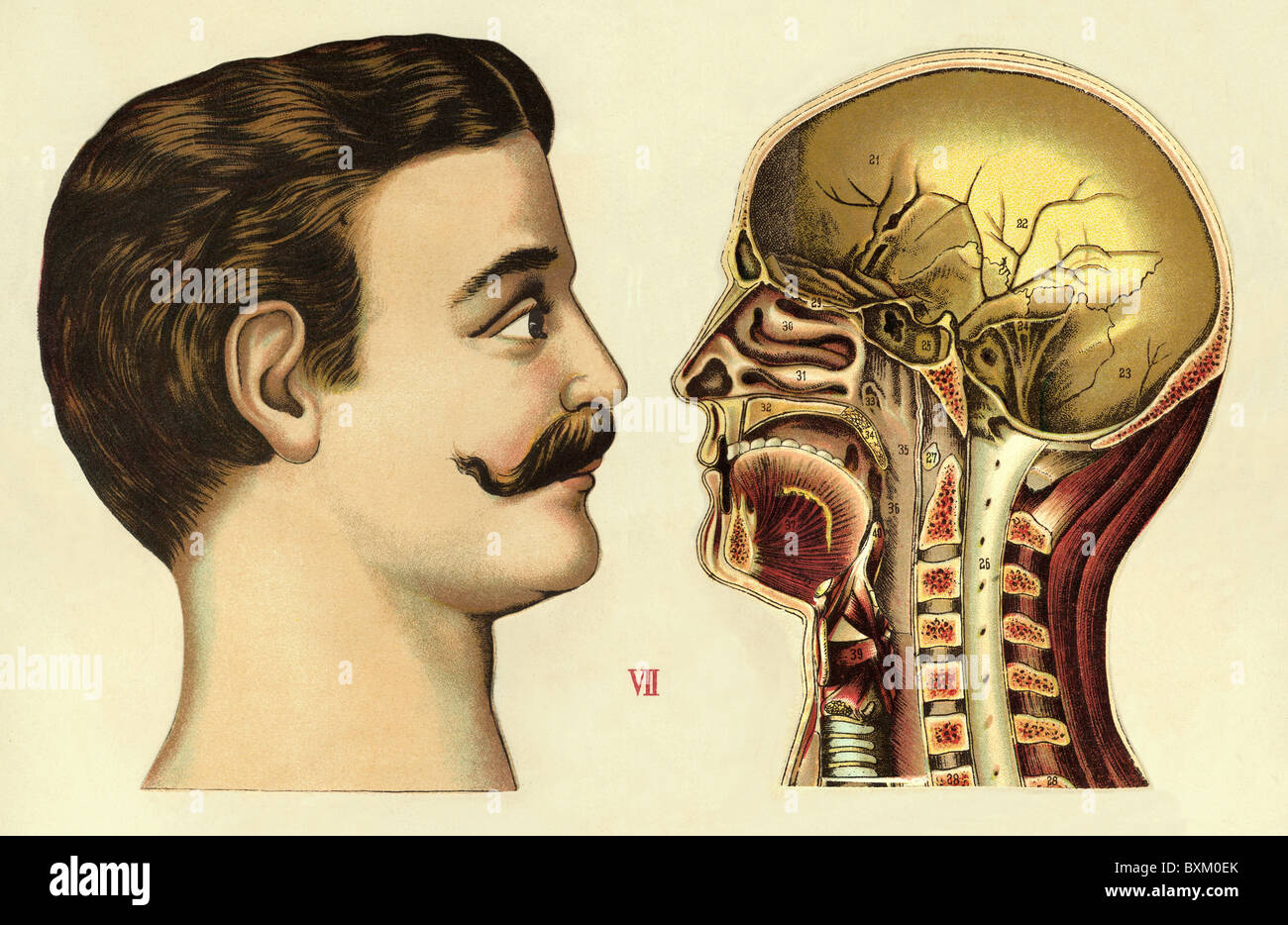 medicine, anatomy, human, man, side-face, cross-section, medical chart, lithograph, Germany, circa 1903, Additional-Rights-Clearences-Not Available Stock Photo