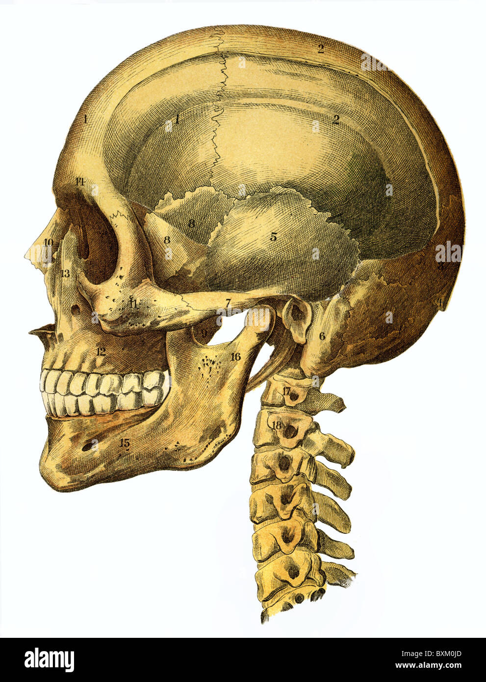 medicine, anatomy, human skull, natural example, Germany, 1900, Additional-Rights-Clearences-Not Available Stock Photo