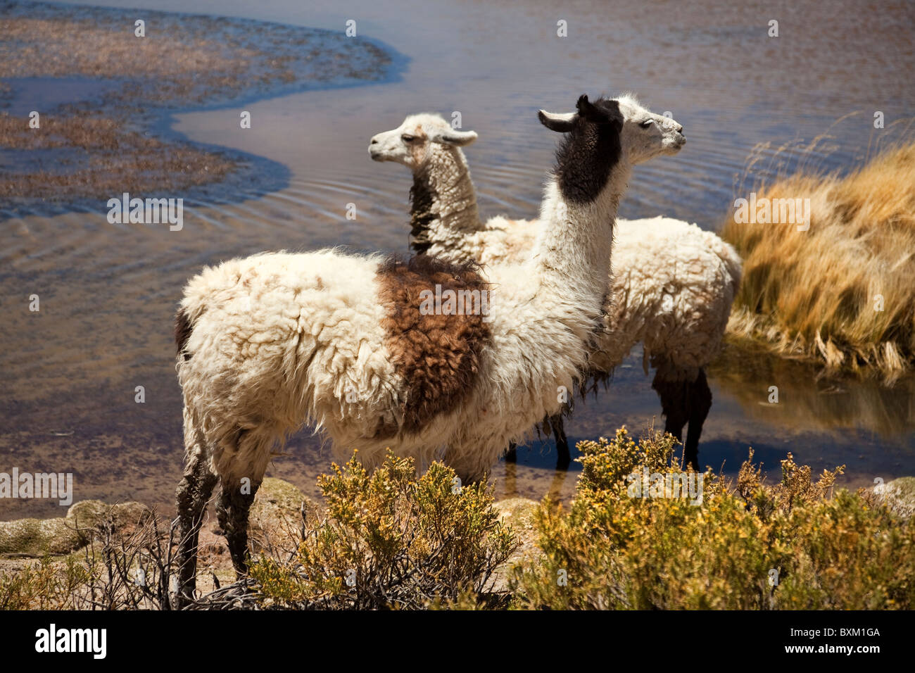 Two Llamas by lake shore, Bolivia, South America Stock Photo