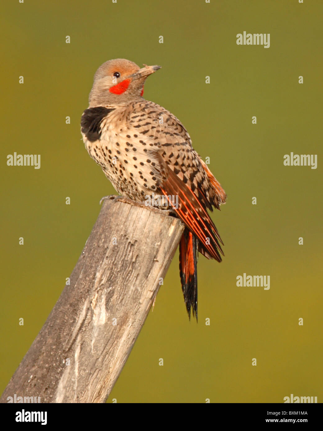 A Northern Flicker looking back from a diagonal perch. Stock Photo
