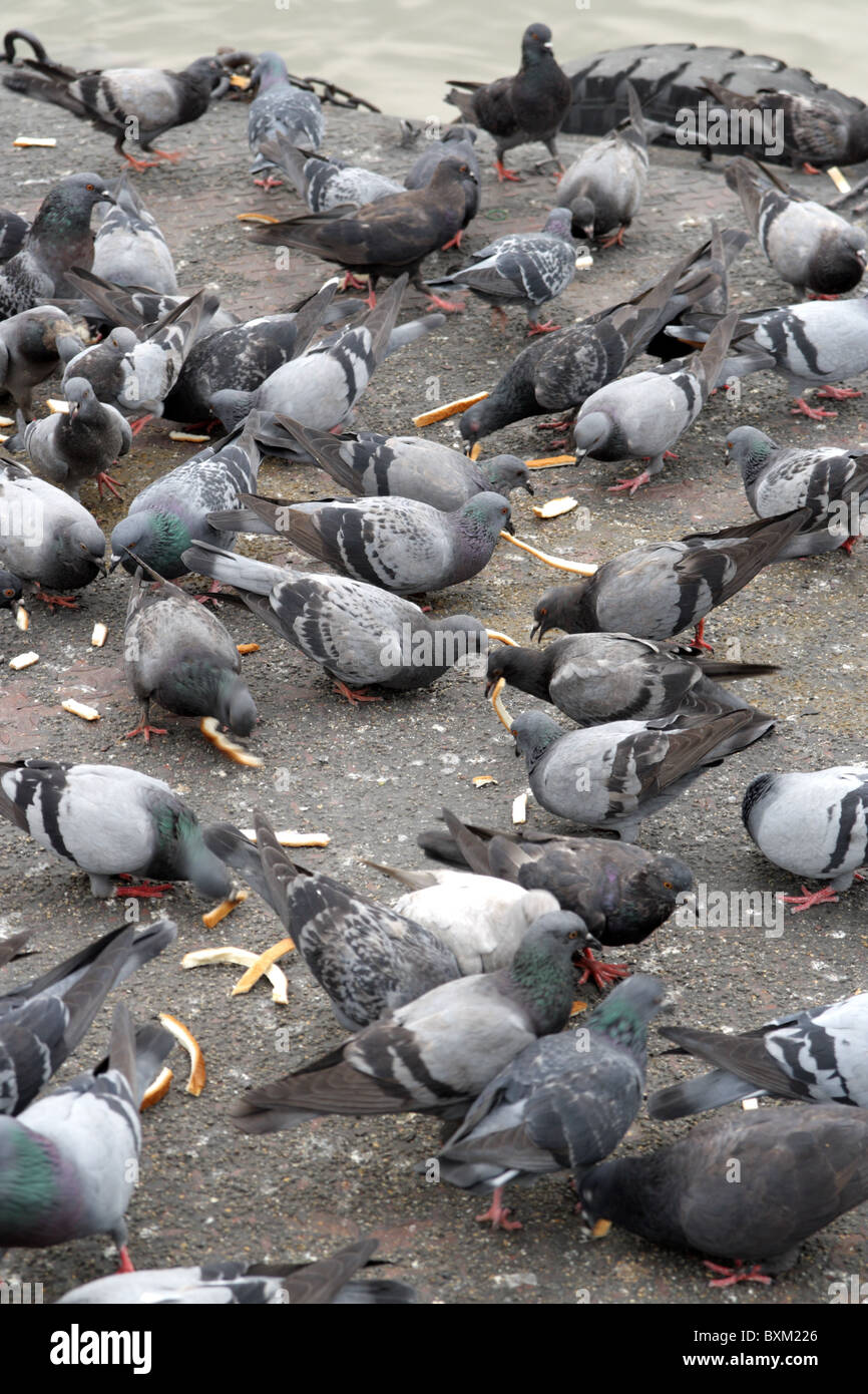 Pigeons eating bread Stock Photo Alamy