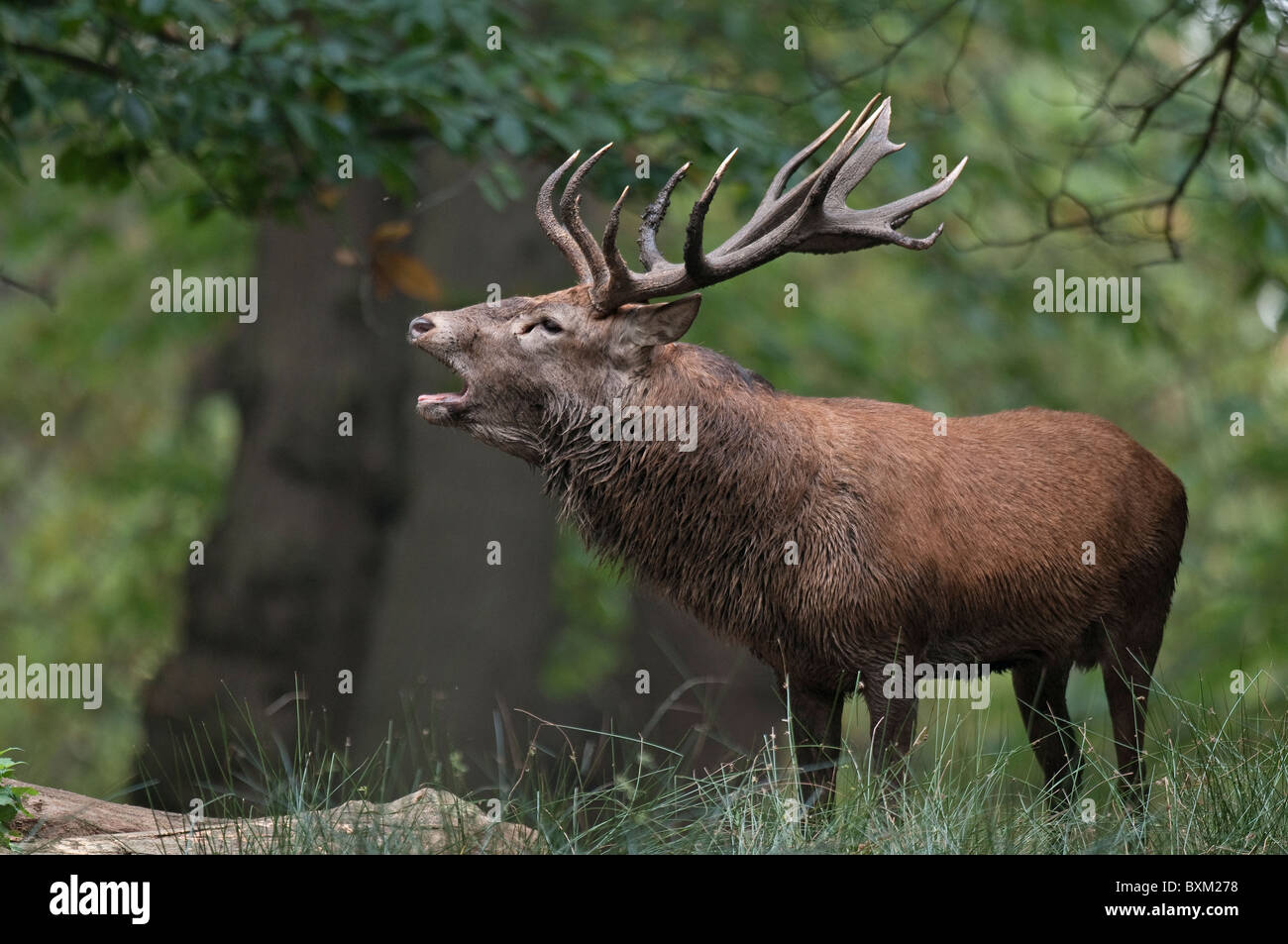 Red Deer Stag Roaring Stock Photo