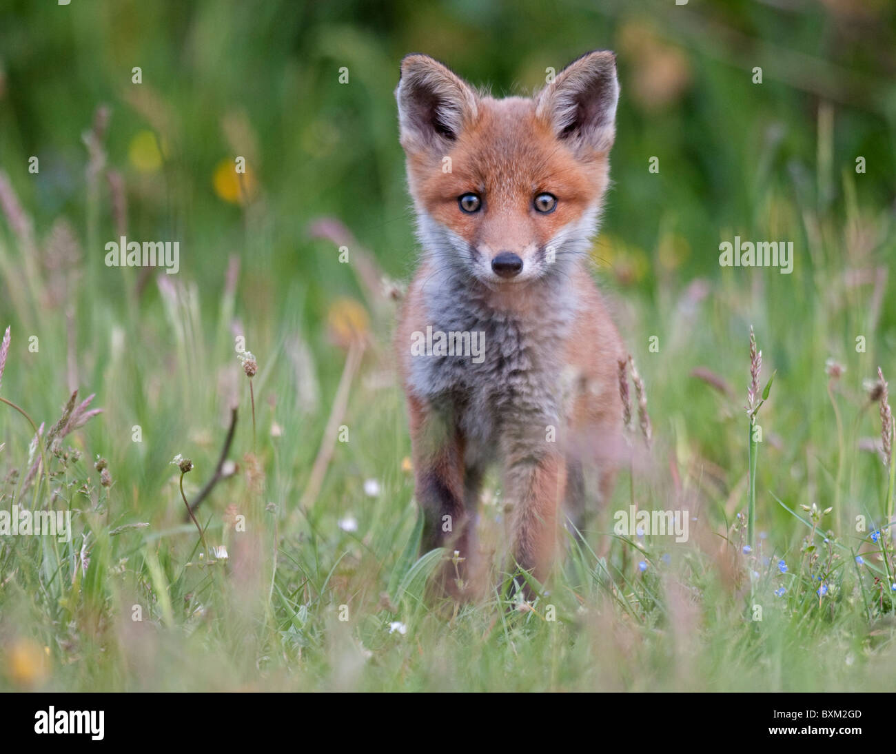 Red Fox Stock Photo