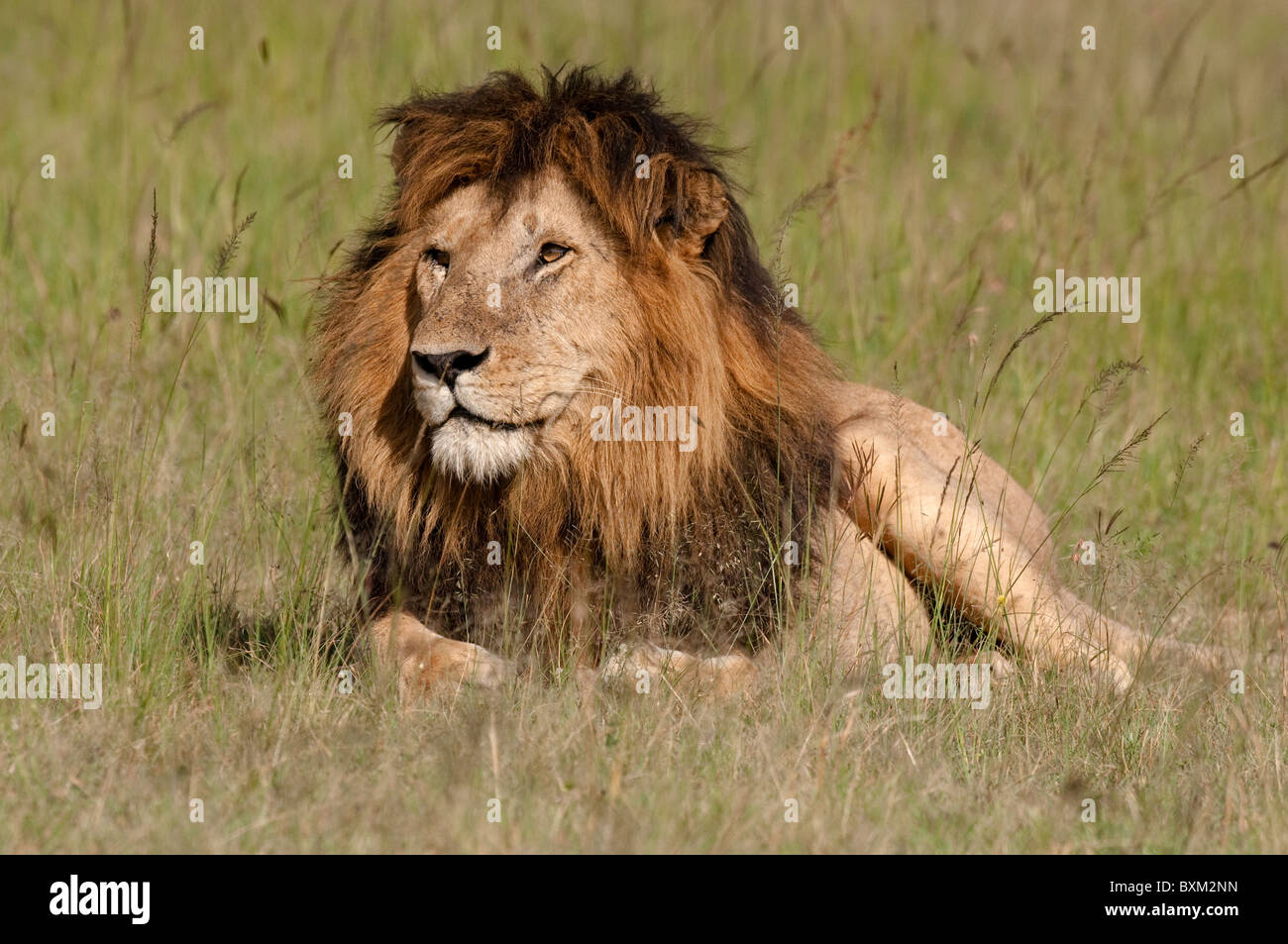 African Lion Stock Photo