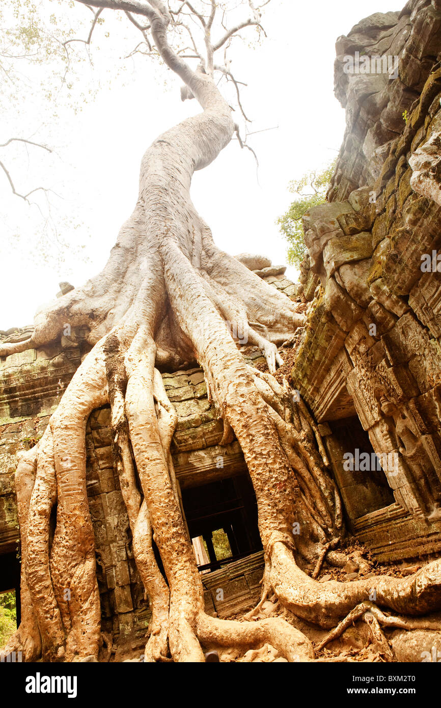 The Tetrameles nudiflora tree engulfs Ta Prohm Temple in the Angkor ...