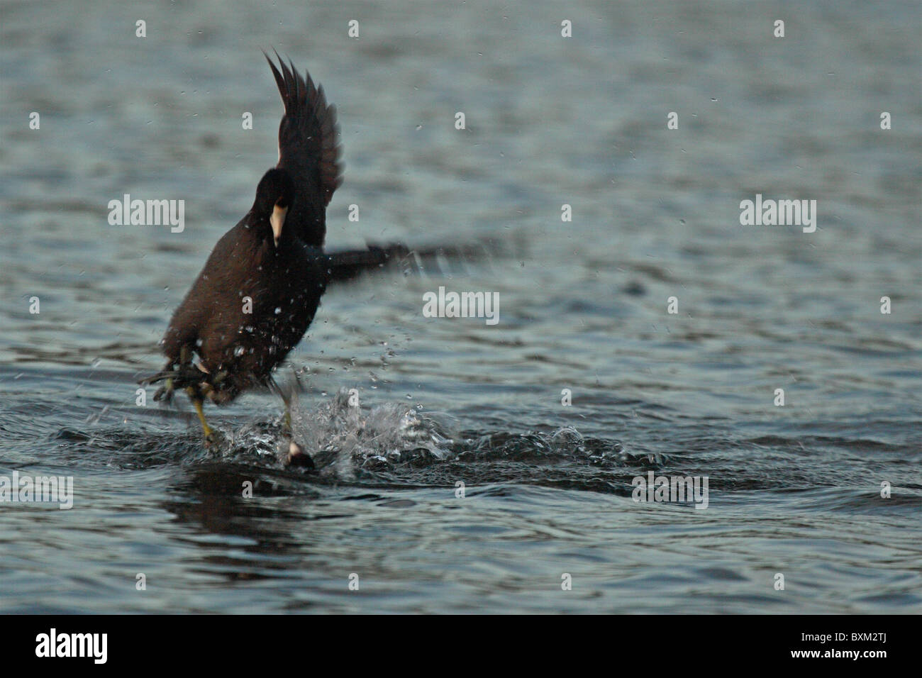 American Coots fighting during spring. Stock Photo