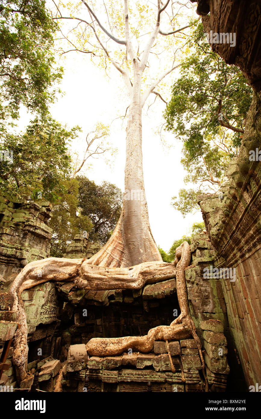 The Tetrameles nudiflora tree engulfs Ta Prohm Temple in the Angkor ...