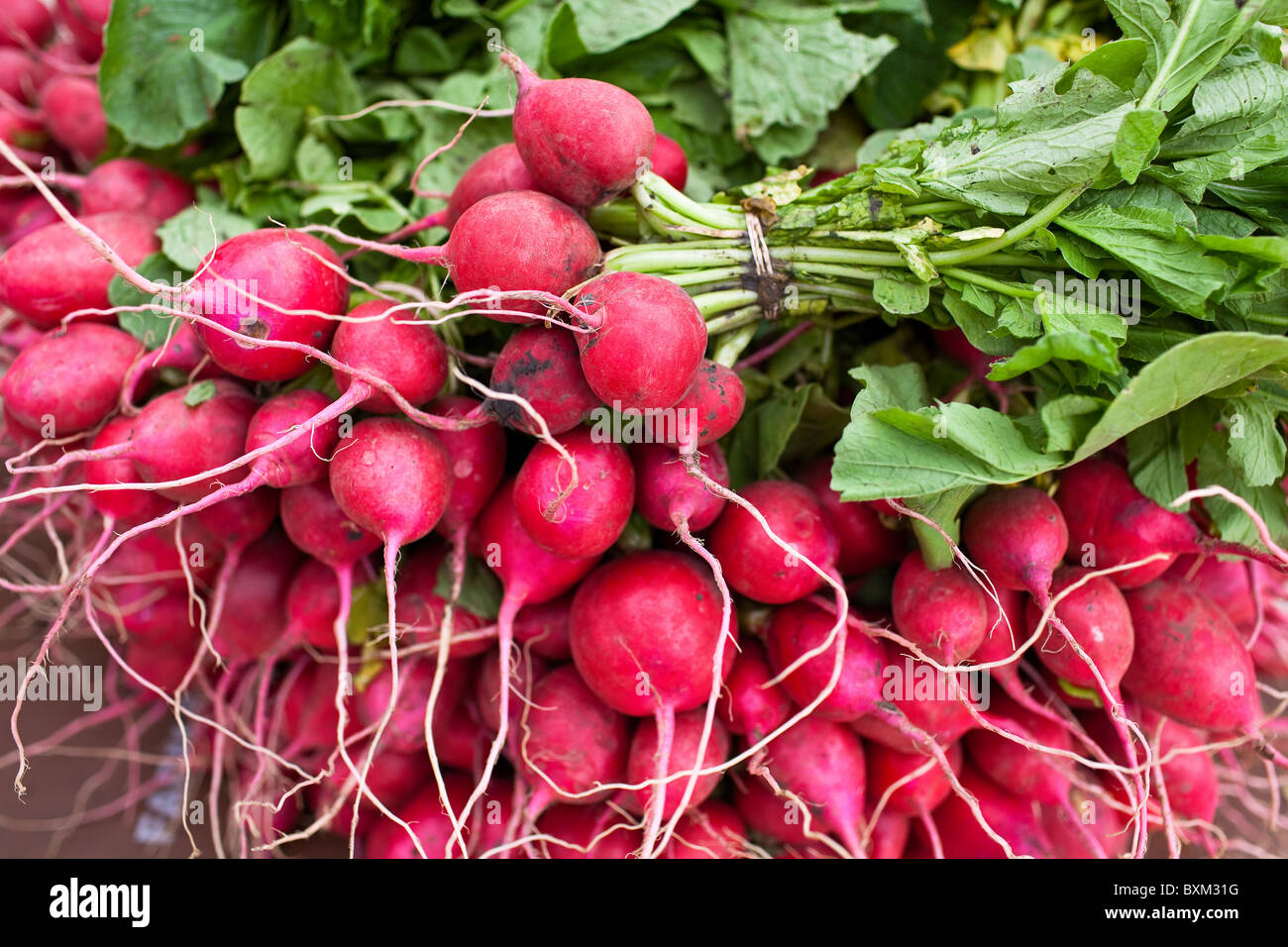 Freshly picked bunch of red radishes at a farmers market, St. Norbert Farmers Market, Winnipeg, Manitoba, Canada. Stock Photo