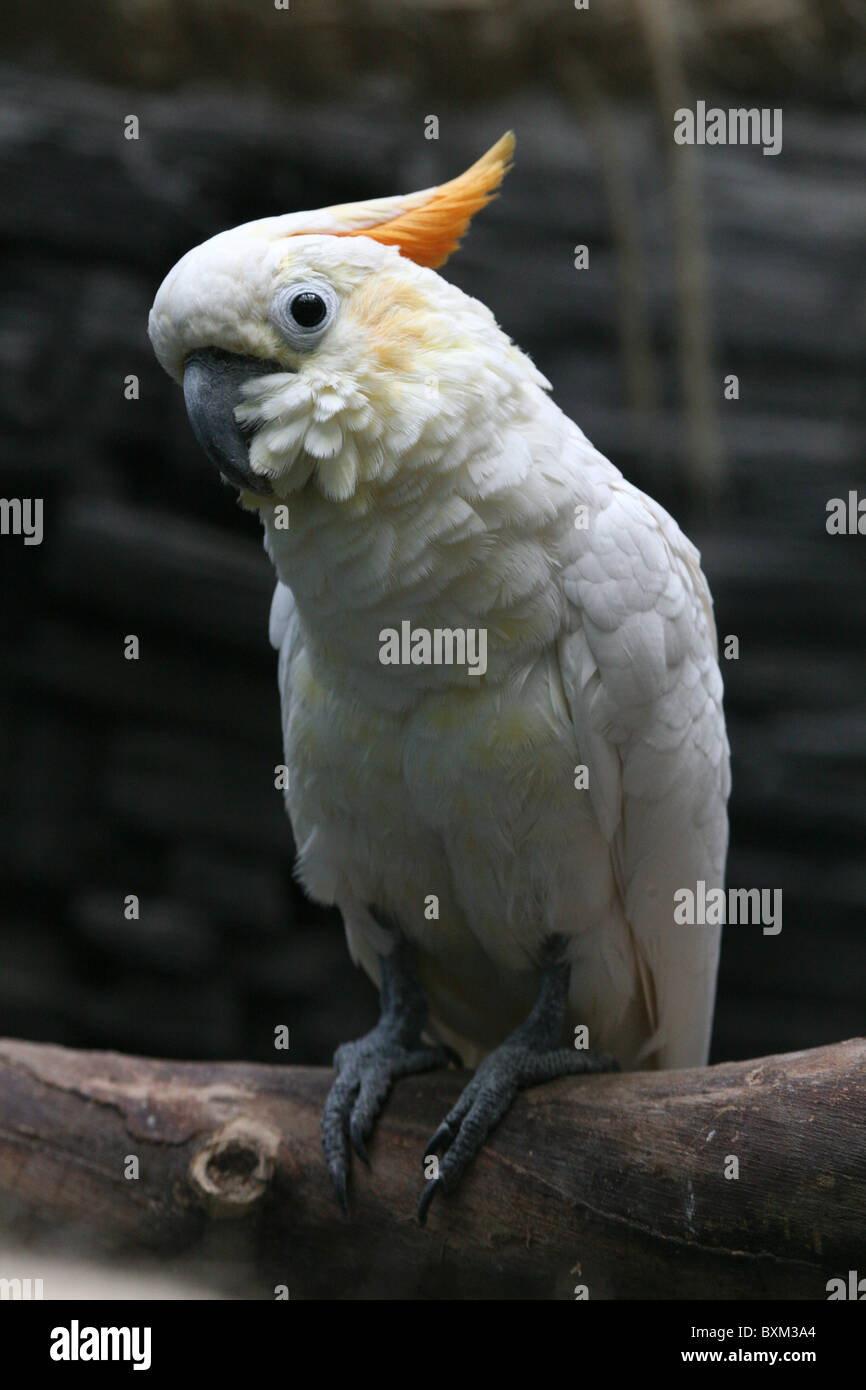 Citron-crested Cockatoo (Cacatua sulphurea citrinocristata) at Moscow Zoo, Russia. Stock Photo
