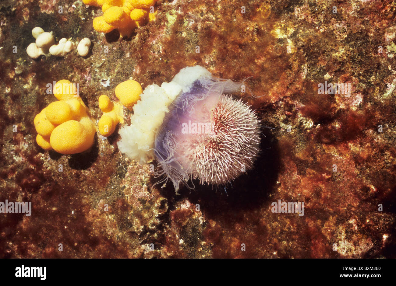 Common sea urchin, devours a Blue Jellyfish. Underwater photography. Scuba diving, St Abbs Scotland. Stock Photo