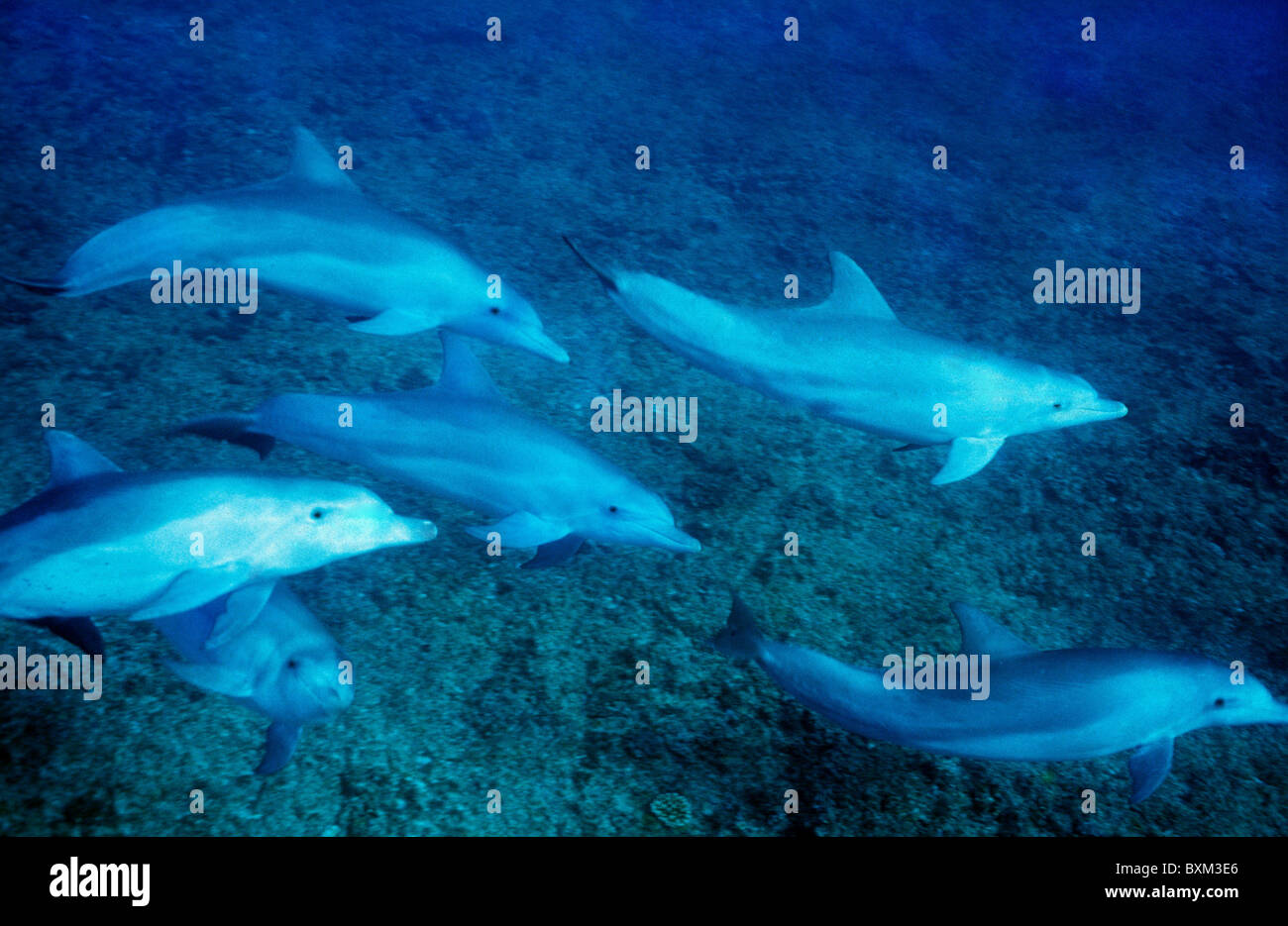 Bottlenose dolphins swim past underwater off the island of Mauritius. Close encounter with wild dolphins. Underwater photography Stock Photo