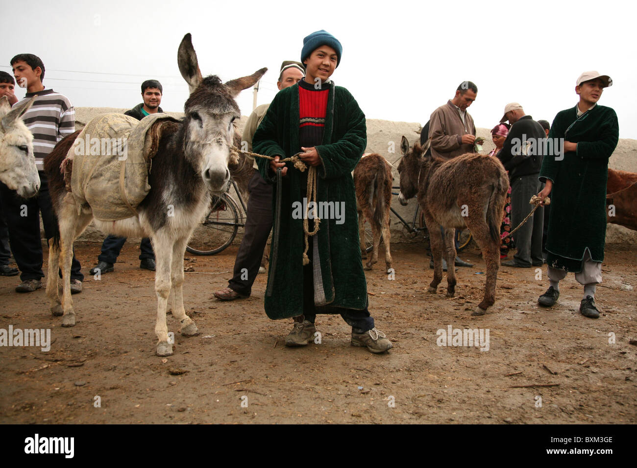 Sunday cattle market in the village of Mirbazar near Bukhara, Uzbekistan. Stock Photo