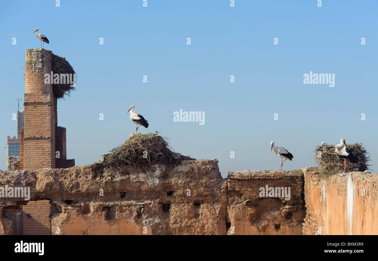 The Storks of Palais Badii Stock Photo