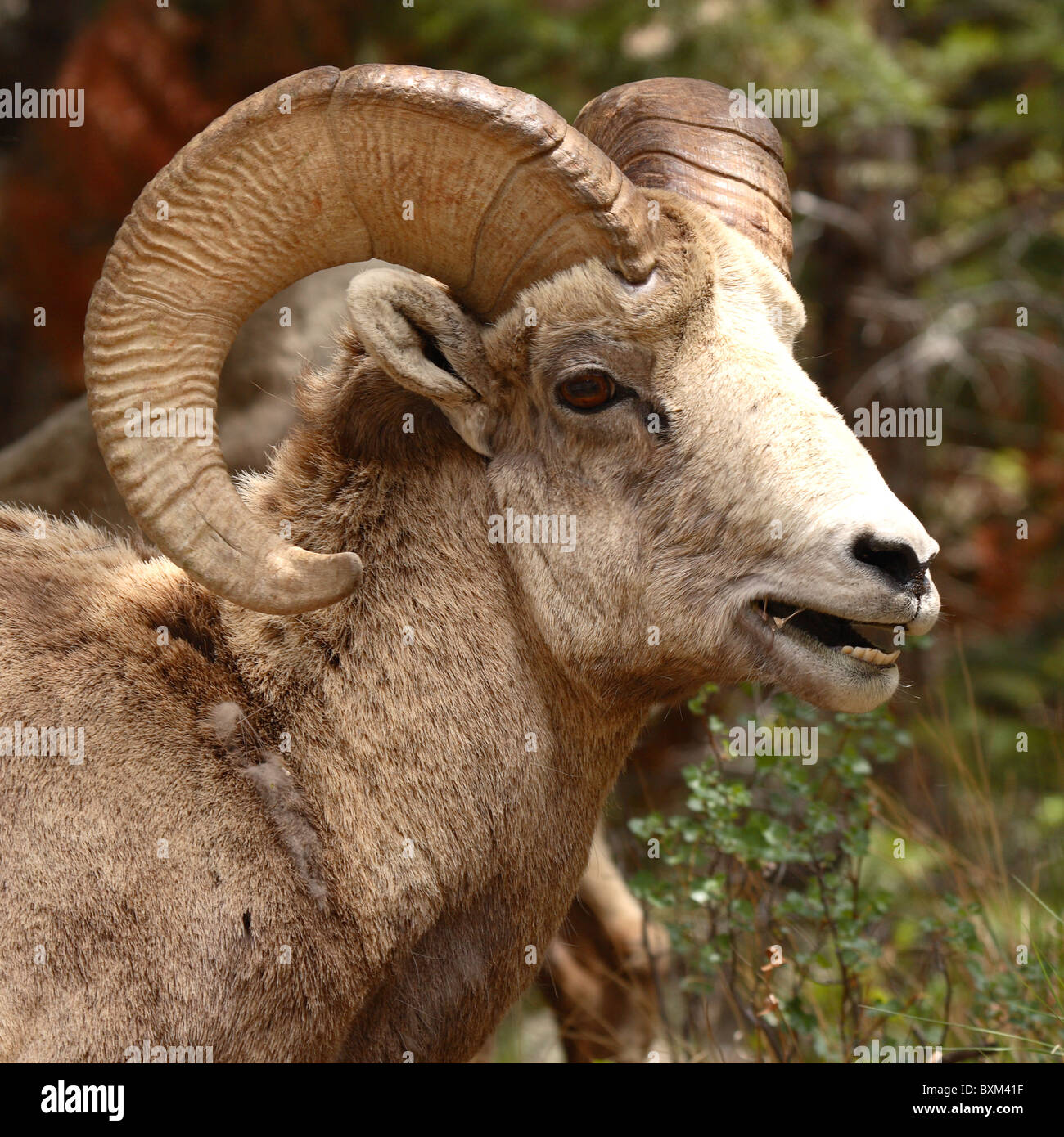 Ram eating hi-res stock photography and images - Alamy